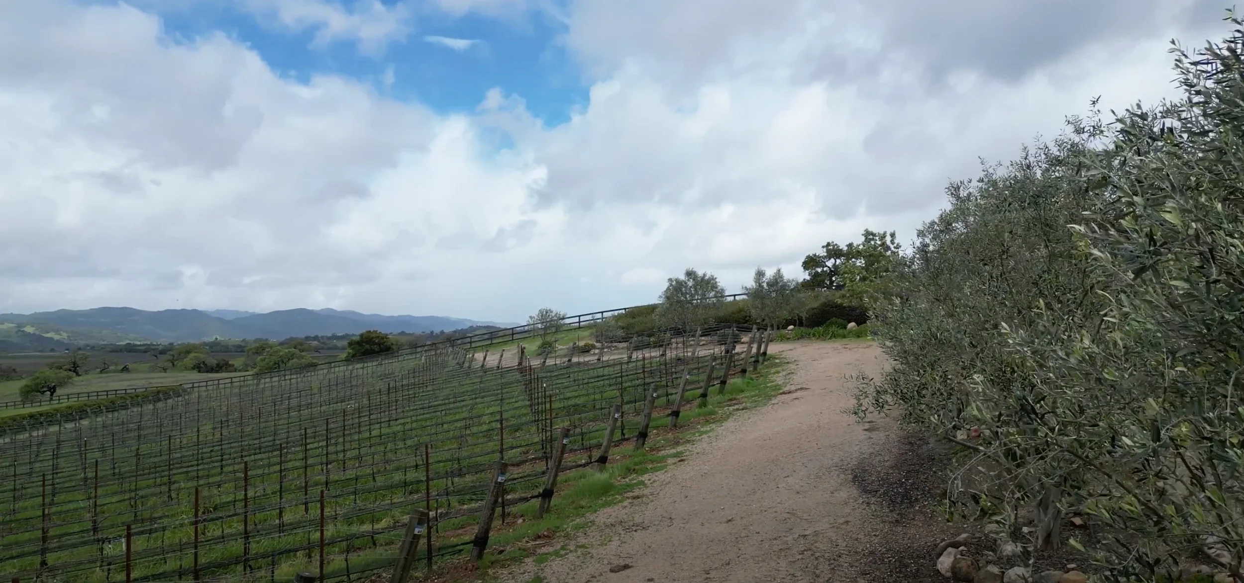 A view looking west along the curved Moonwalk Path at the INÉSUEÑO vineyard in the Santa Ynez Valley, showing the natural vineyard contours and surrounding hills.