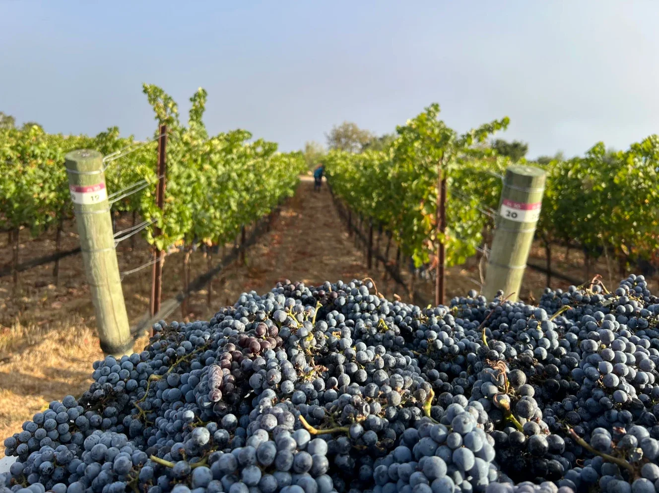 INÉSUEÑO Exquisite Bordeaux-style Blends Santa Ynez Valley Los Olivos District AVA - harvest, sorted grapes in the bins headed for Dragonette Cellars where the wine is made.