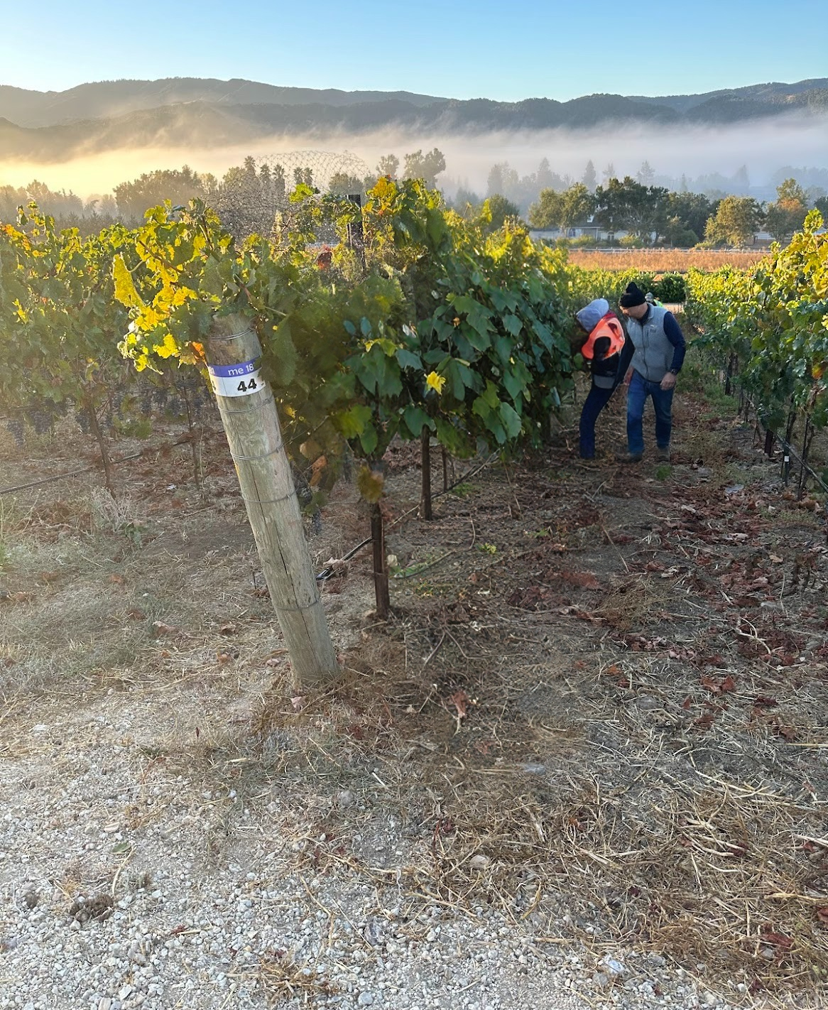 3twos Ranch INÉSUEÑO Bordeaux Blends Santa Ynez Valley - River fog visible from top of vineyard, harvest workers