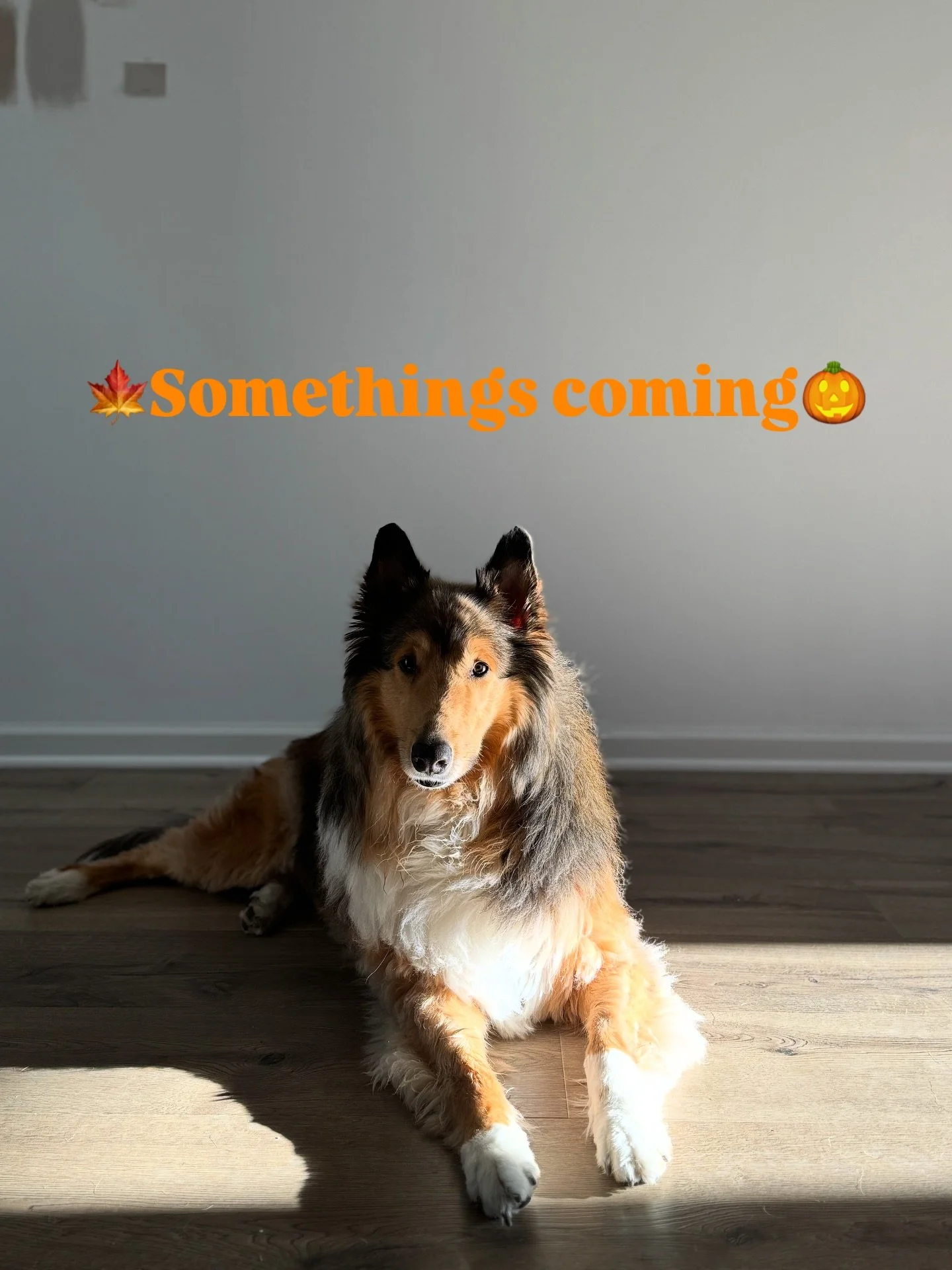 Nothing crazy to share just yet but it&rsquo;s coming! In the meantime, here&rsquo;s a pic of my adorable baby boy. Enjoy! 🥰 

#fallmenu #autumn #biscuitsinindy #cookies #desserts #yum #indianapolis #dogs #dogsofinstagram