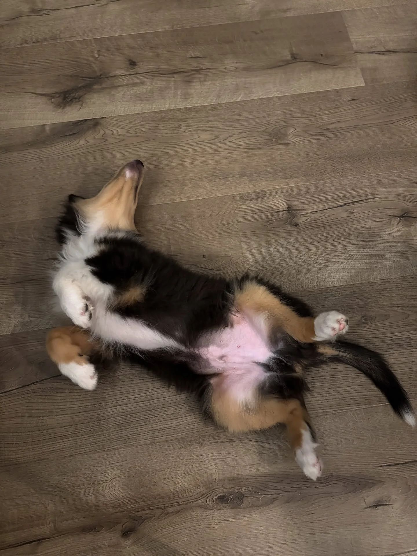 This week ain&rsquo;t over yet?! 🤣🐶

Don&rsquo;t forget our Thanksgiving Pre-Orders are out now and waiting for you! Head over the the link in the bio and inquire today! 

#instagram #instagood #biscuitsinindy #puppy #puppies #dogsofinstagram #indy