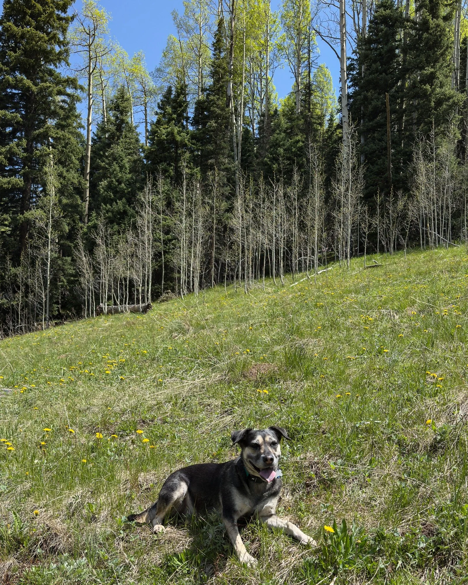 Engineer Mountain MTB 05.jpg