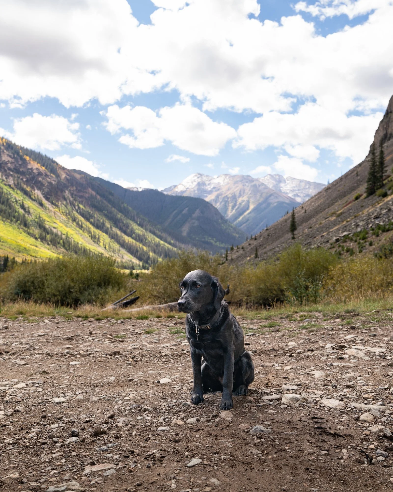 Animas-Forks-Ghost-Town-Dogs-06.jpg