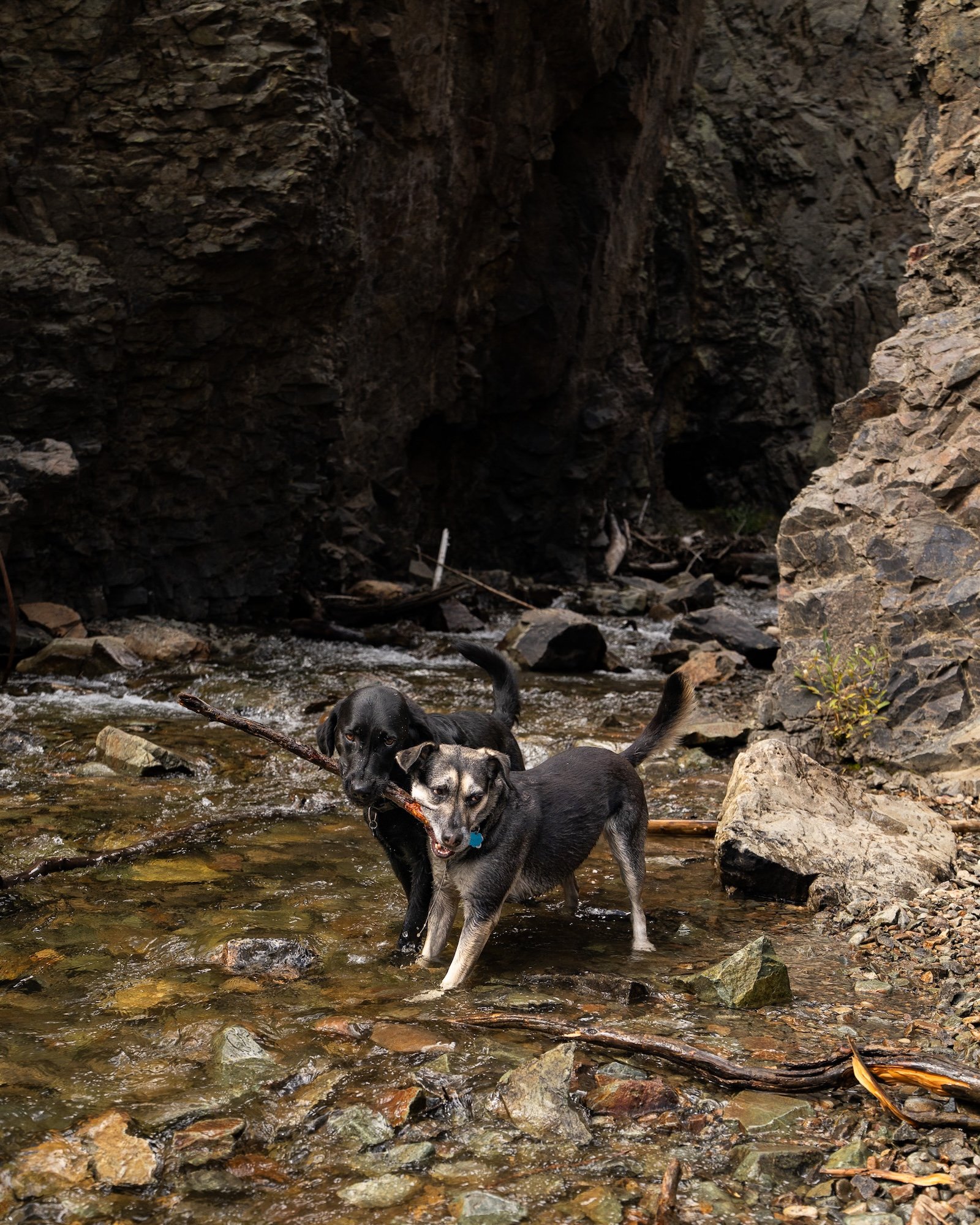 Animas-Forks-Ghost-Town-Dogs-05.jpg
