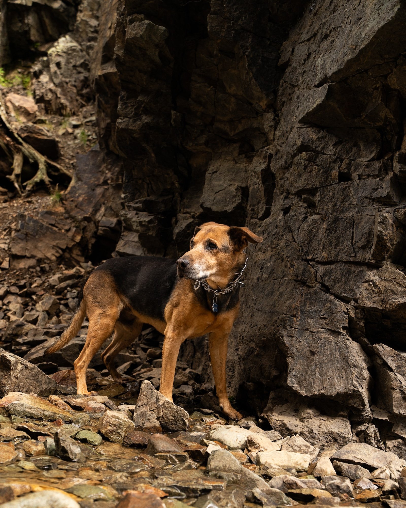 Animas-Forks-Ghost-Town-Dogs-04.jpg