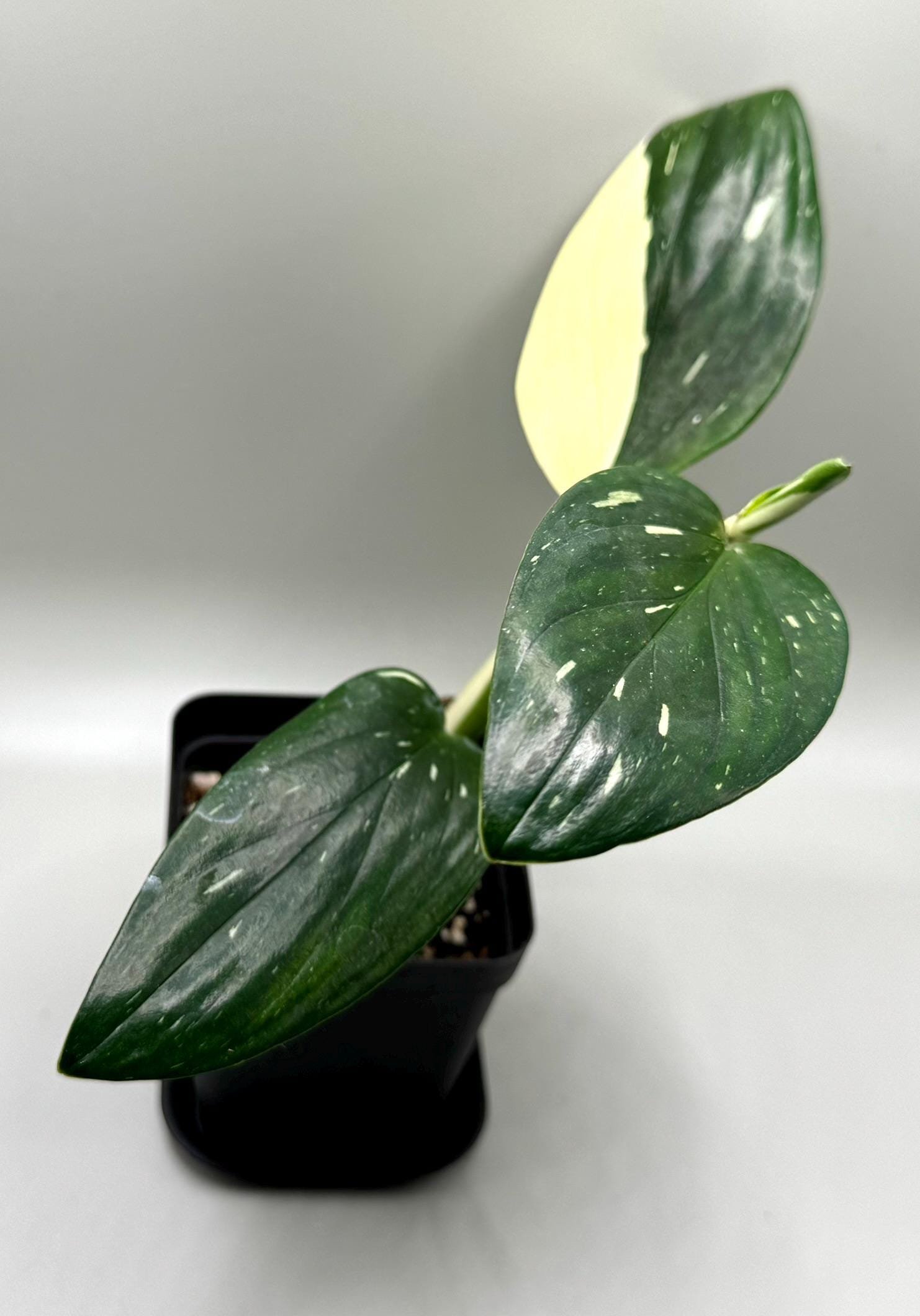https://i.etsystatic.com/53264452/r/il/fa24e4/6499287941/il_fullxfull.6499287941_ld57.jpg
