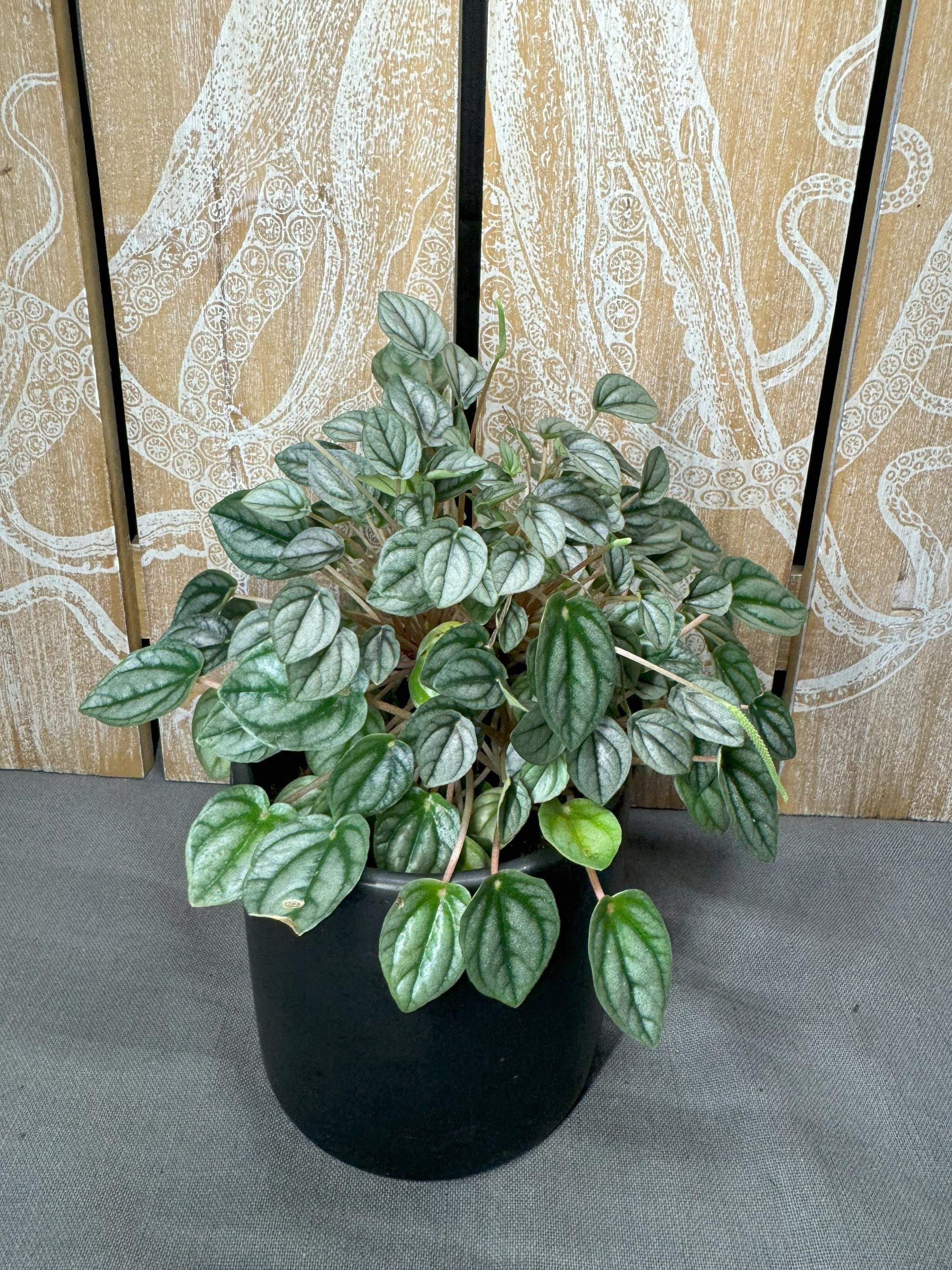 https://i.etsystatic.com/53264452/r/il/57385f/6196256547/il_fullxfull.6196256547_bdg5.jpg