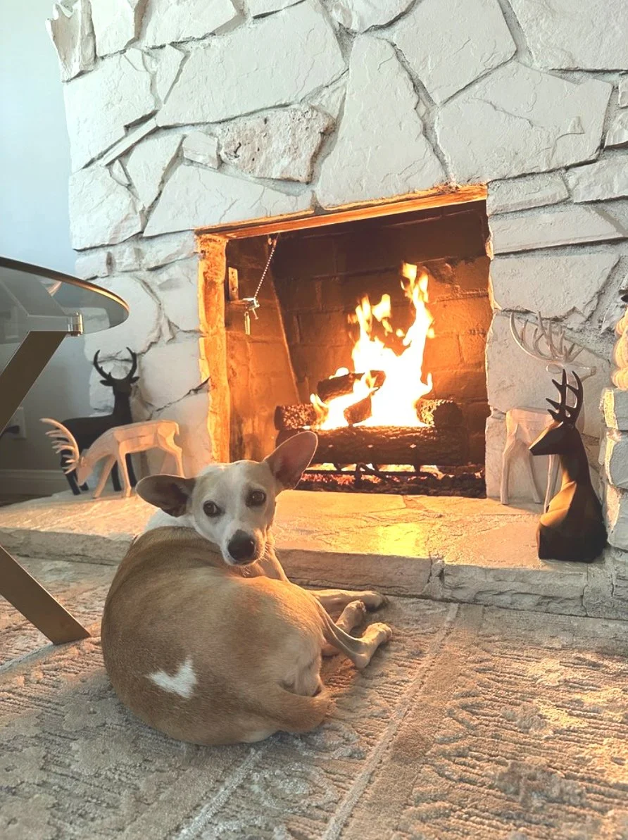 Another happy client cozying up to the fire