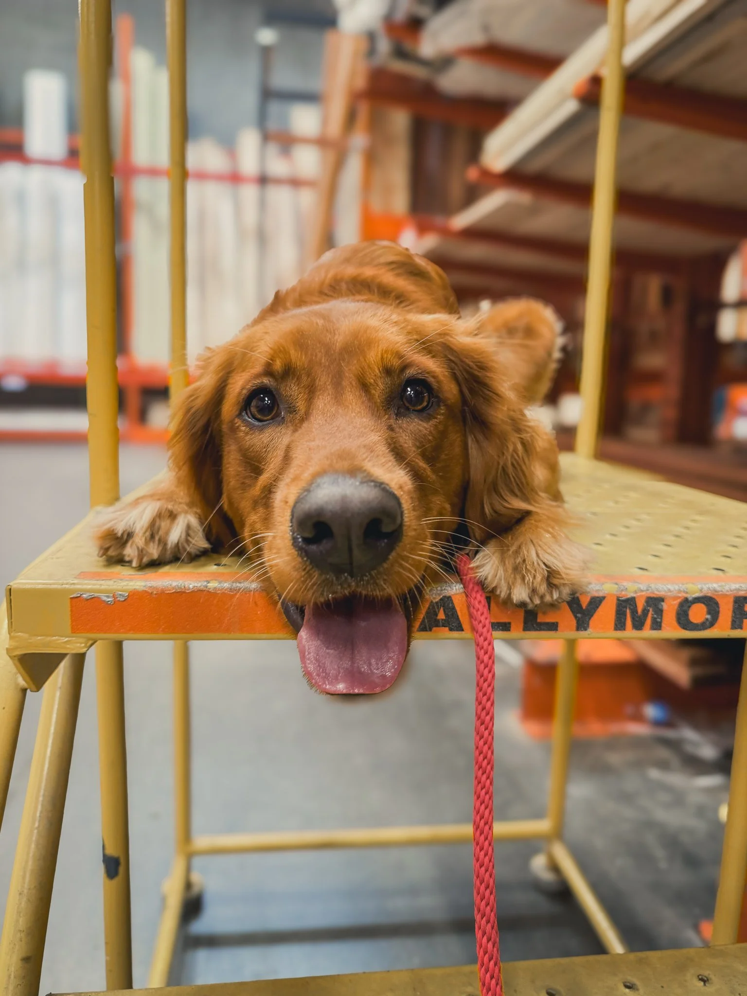 Dog relaxing in a calm down-stay on an elevated platform indoors, practicing place command and neutrality during a structured board-and-train program.