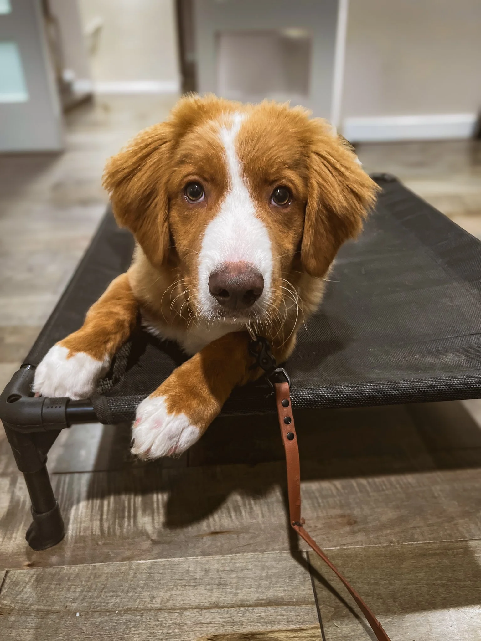 A puppy calmly holding a place command on a raised cot indoors, practicing focus and impulse control during foundational dog training.