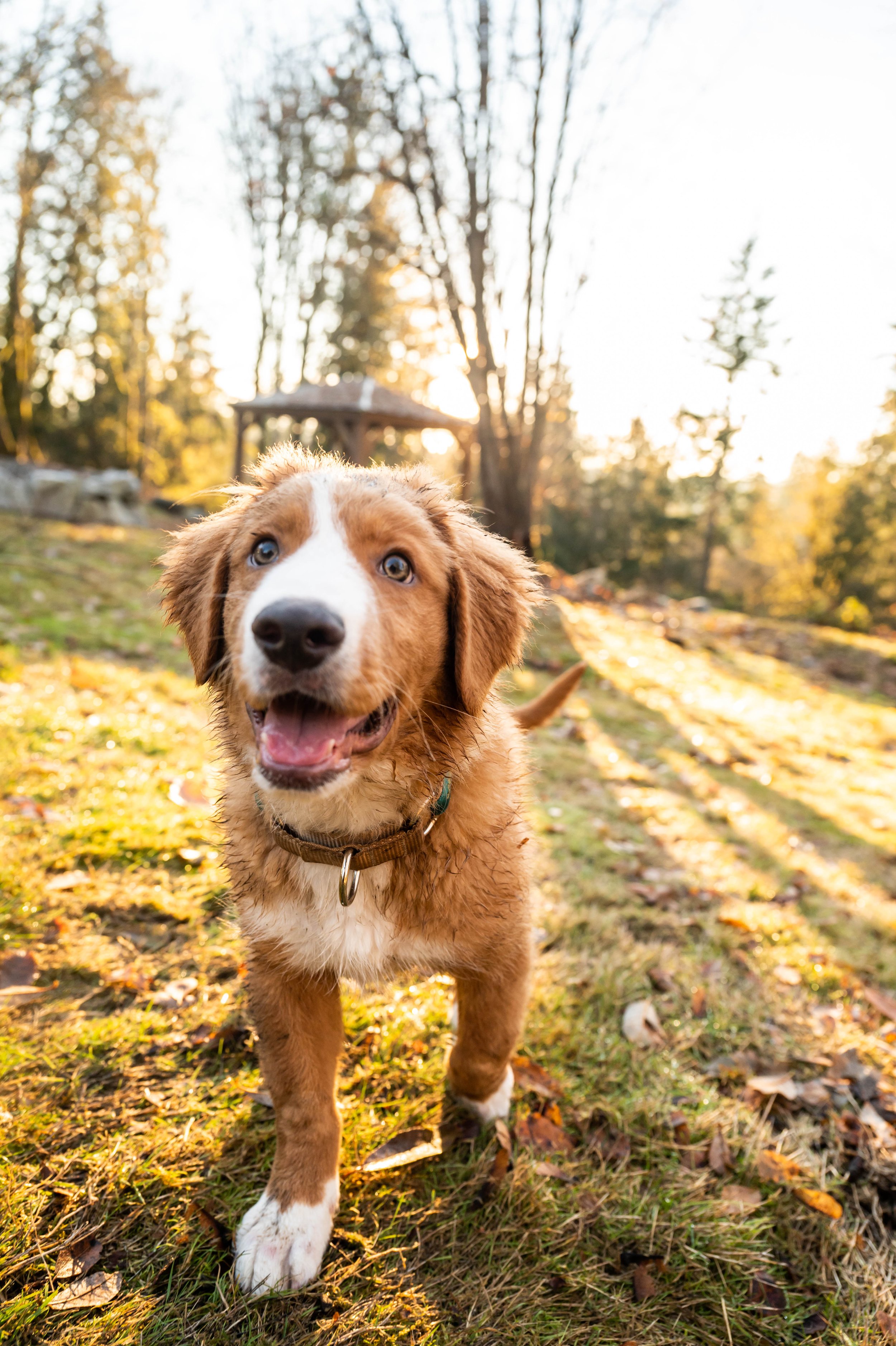 A puppy walking confidently across a grassy field in golden light, building engagement and curiosity during early-stage dog training outdoors.