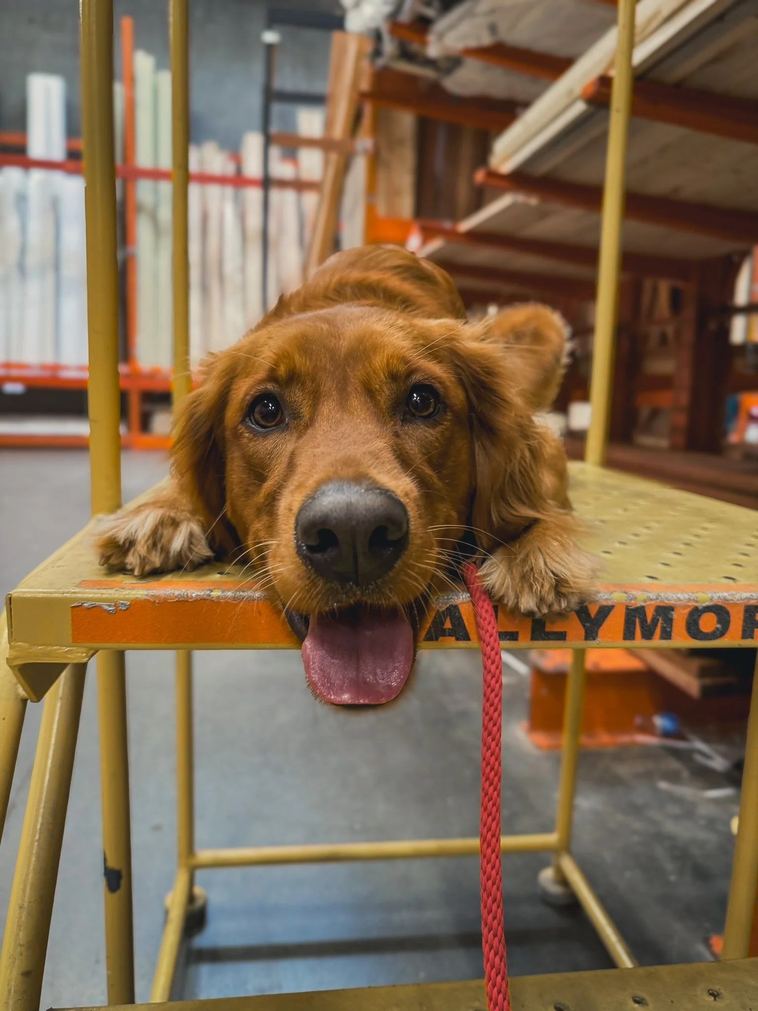 Dog relaxing in a calm down-stay on an elevated platform indoors, practicing place command and neutrality during a structured board and train program.