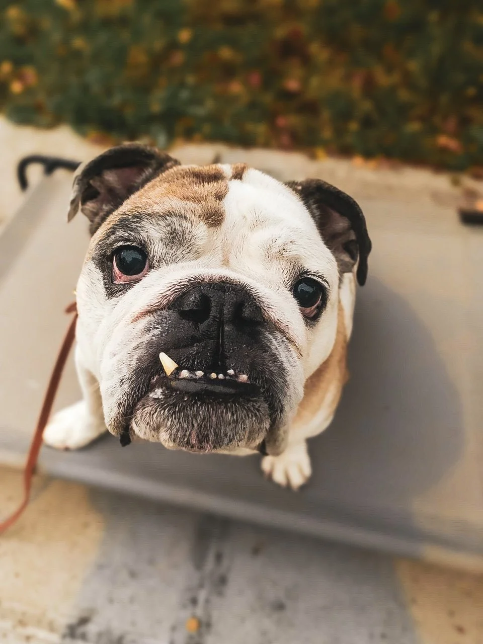 Bulldog holding a calm place command on an elevated cot outdoors, practicing duration and focus during structured dog training.