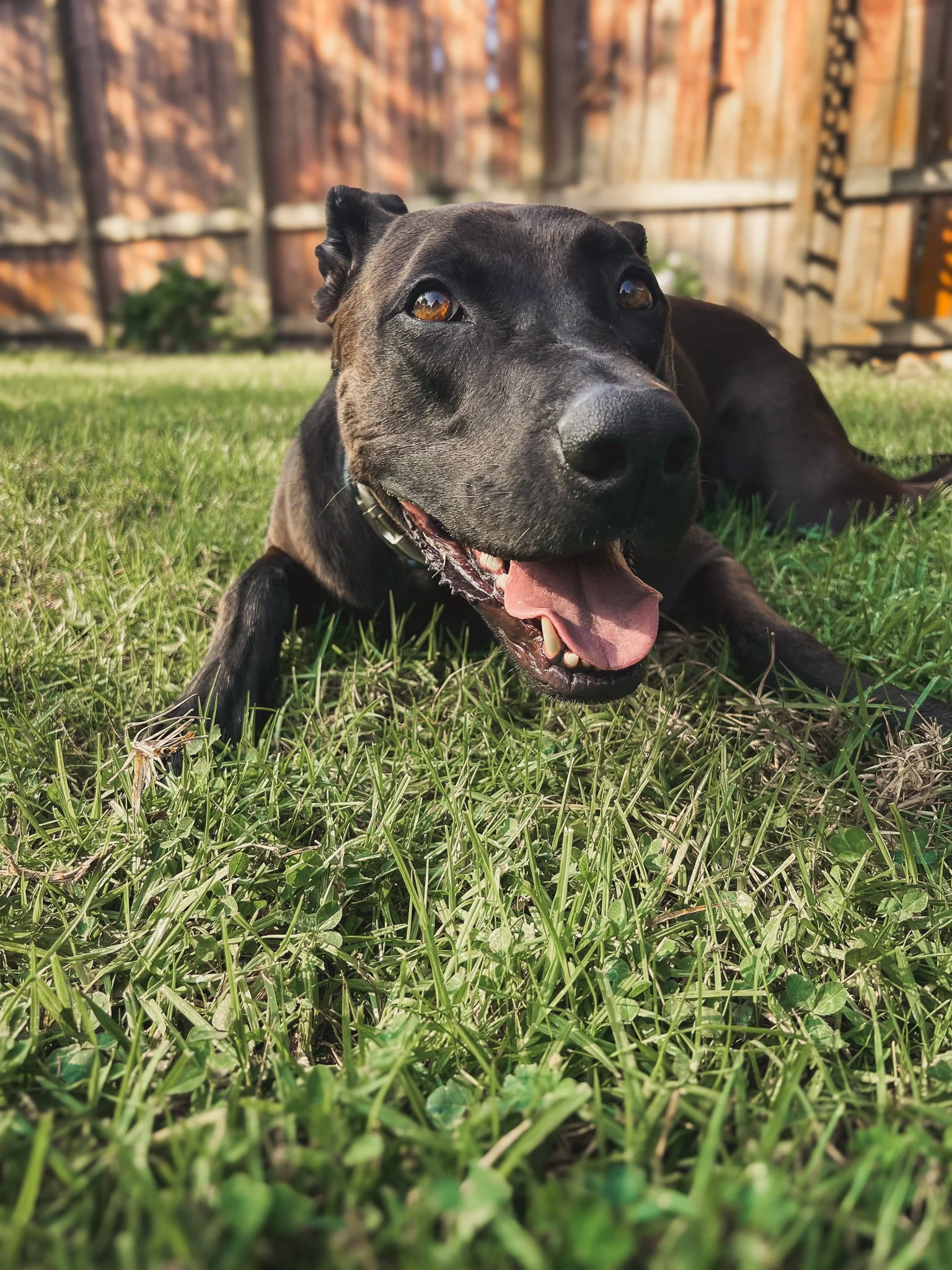 Black dog lying calmly in a grassy yard, practicing a relaxed down-stay and neutrality during structured dog training.