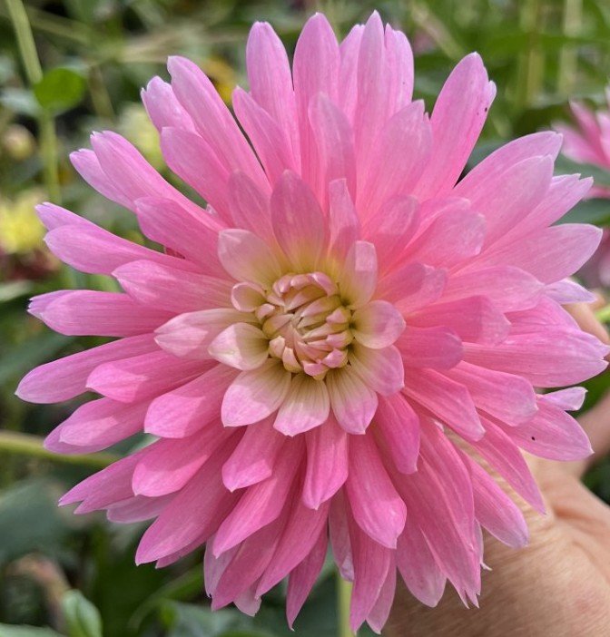 Pink Corona