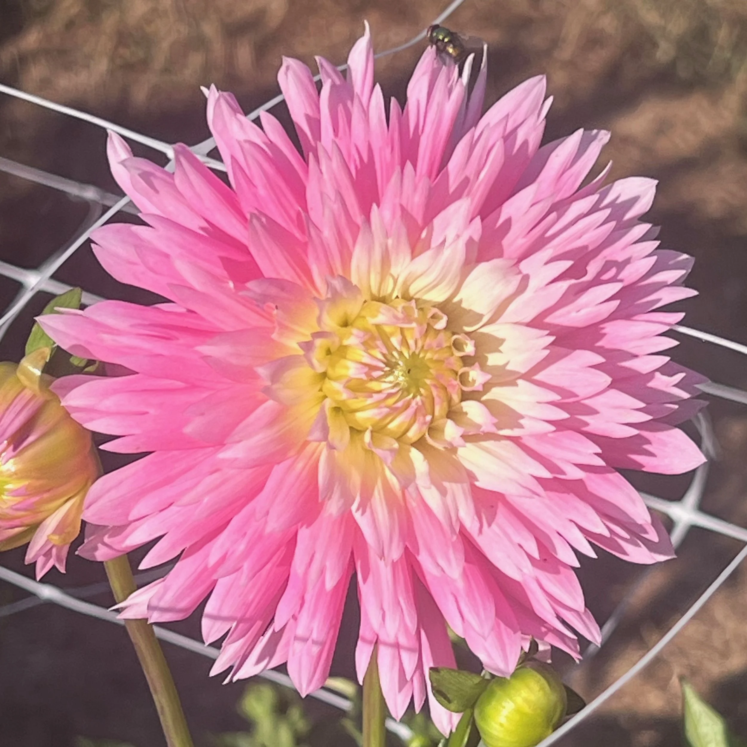 Park Princess-1.jpeg