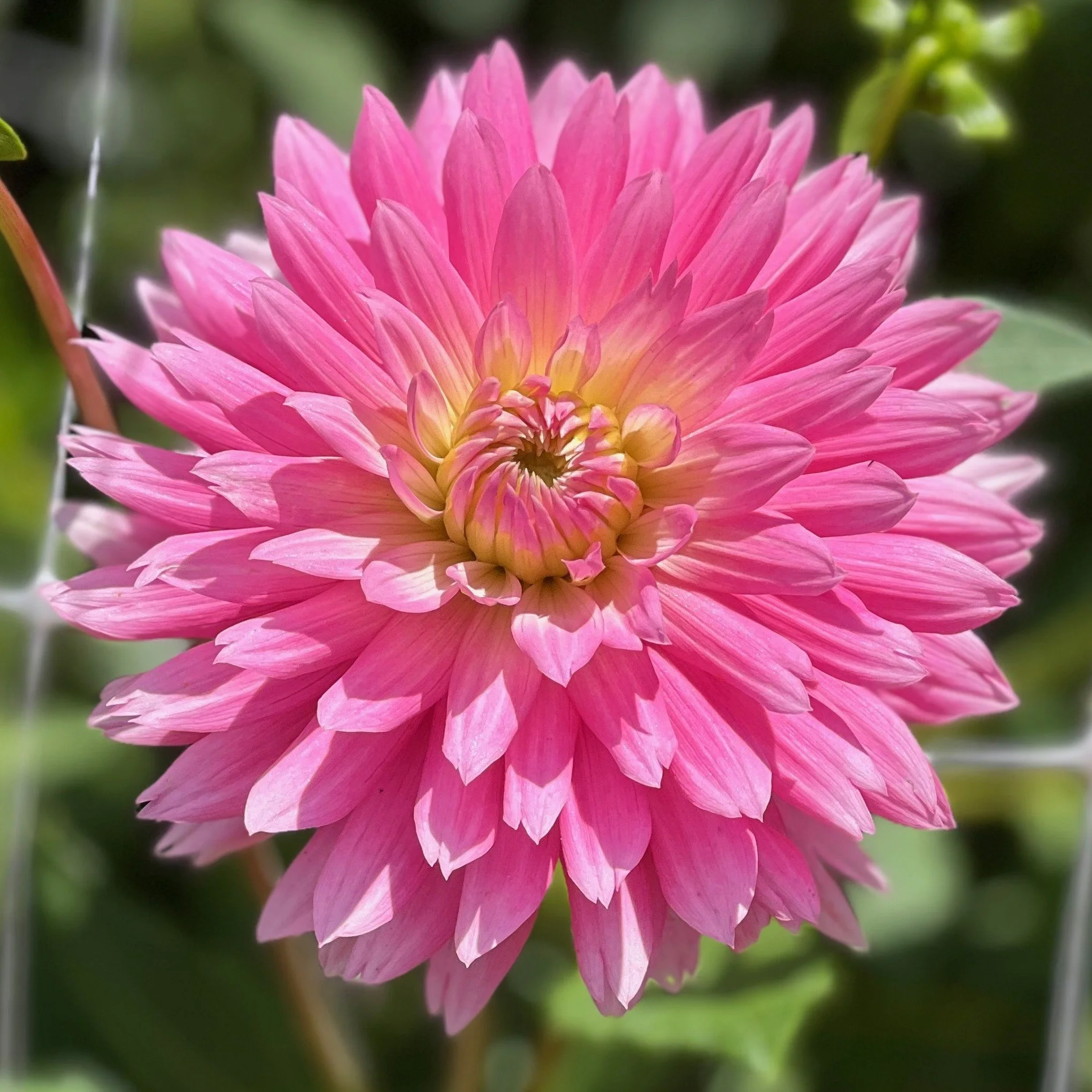 Park Princess-3.jpeg