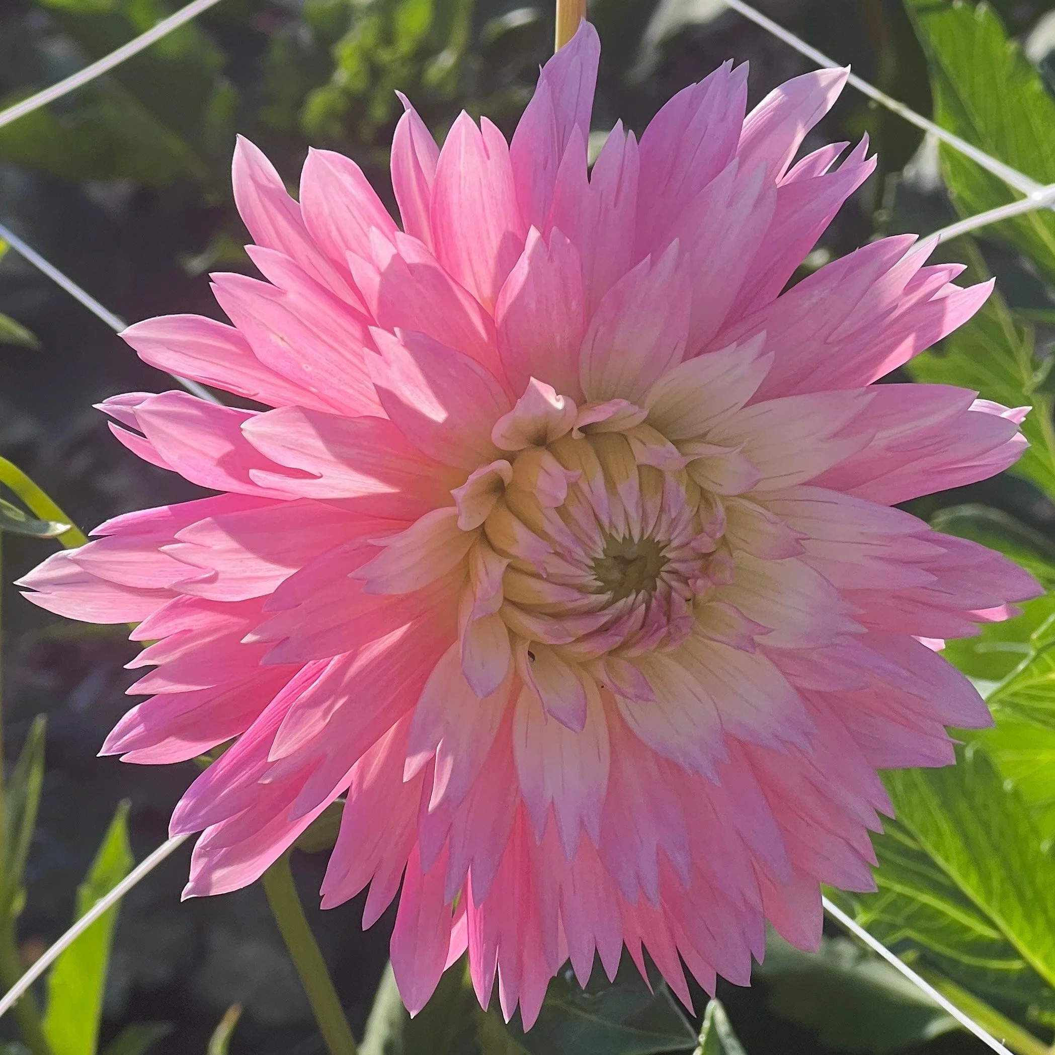 Park Princess-2.jpeg