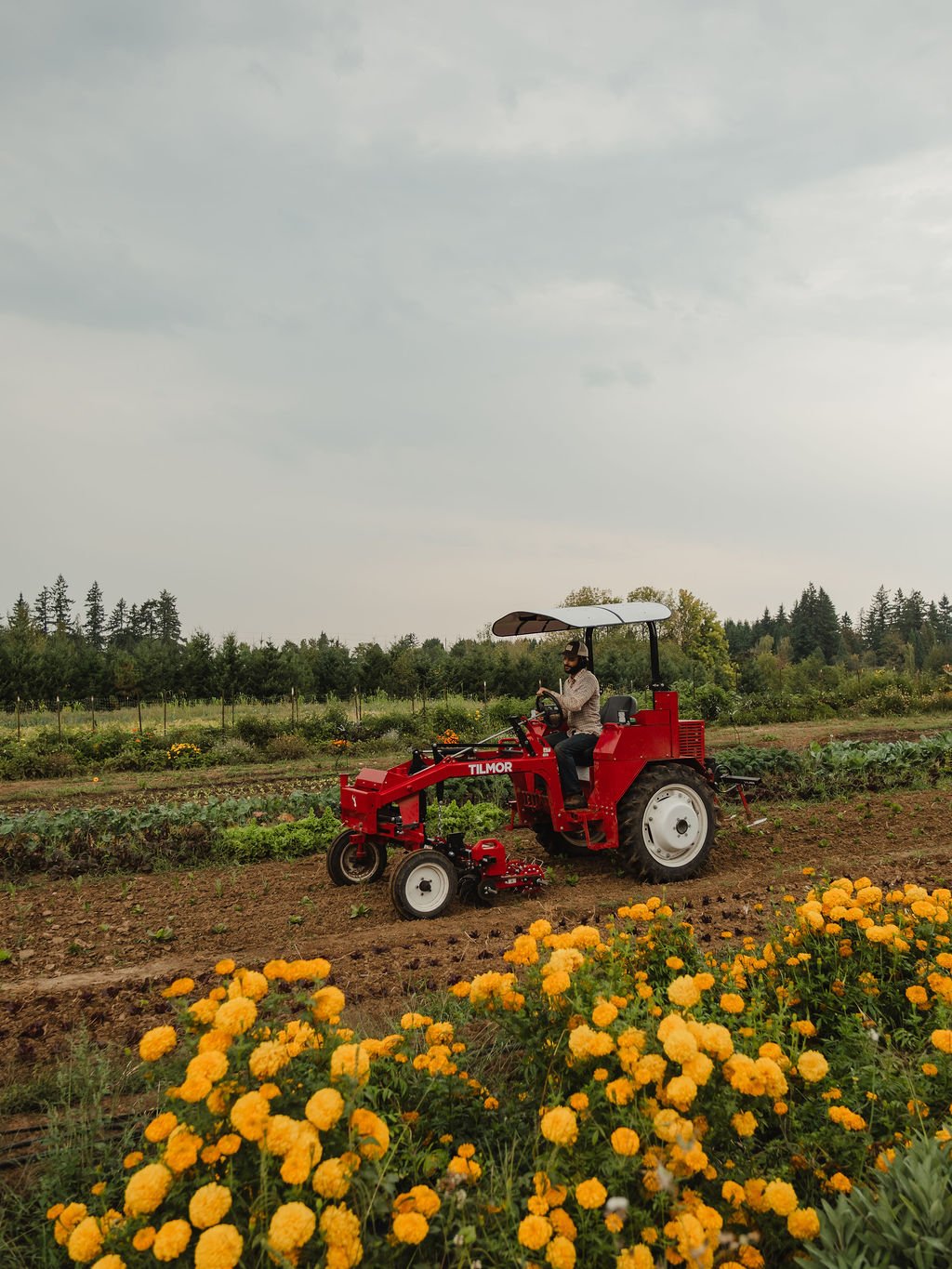 A man operating a red Tilmor tractor in a farm field with yellow flowers in the foreground and green trees in the background under a cloudy sky.