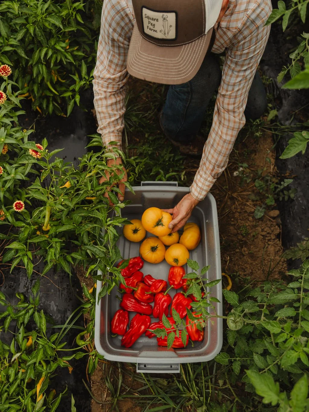 A person harvesting yellow tomatoes and red peppers from a garden, placing them in a plastic bin.