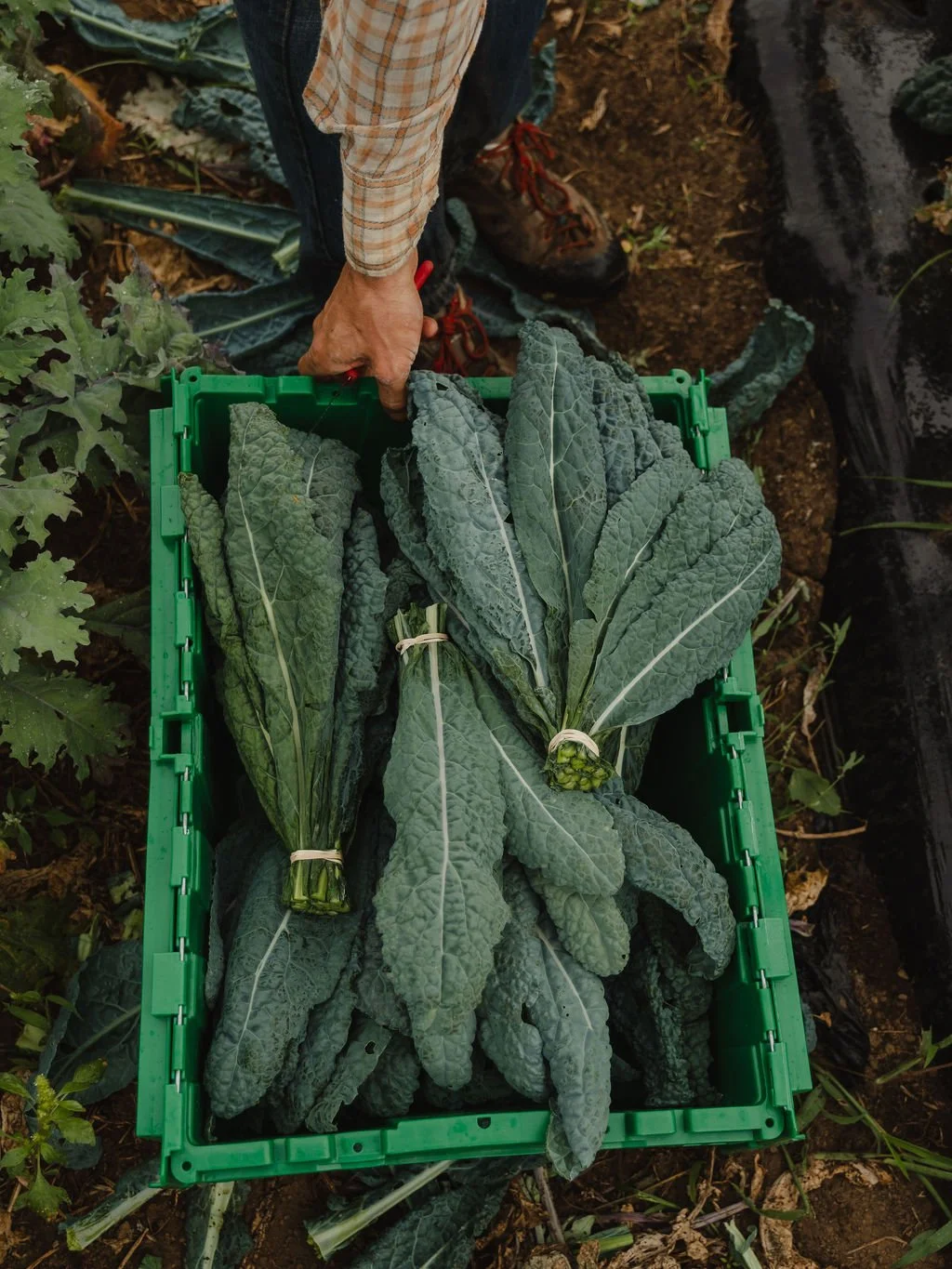 Person harvesting kale in a garden, holding a green crate filled with bunches of fresh kale leaves.