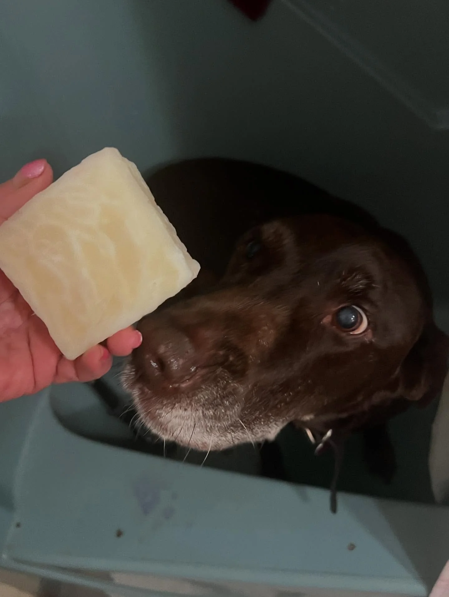 Fido Bars! For a clean and shiny coat!