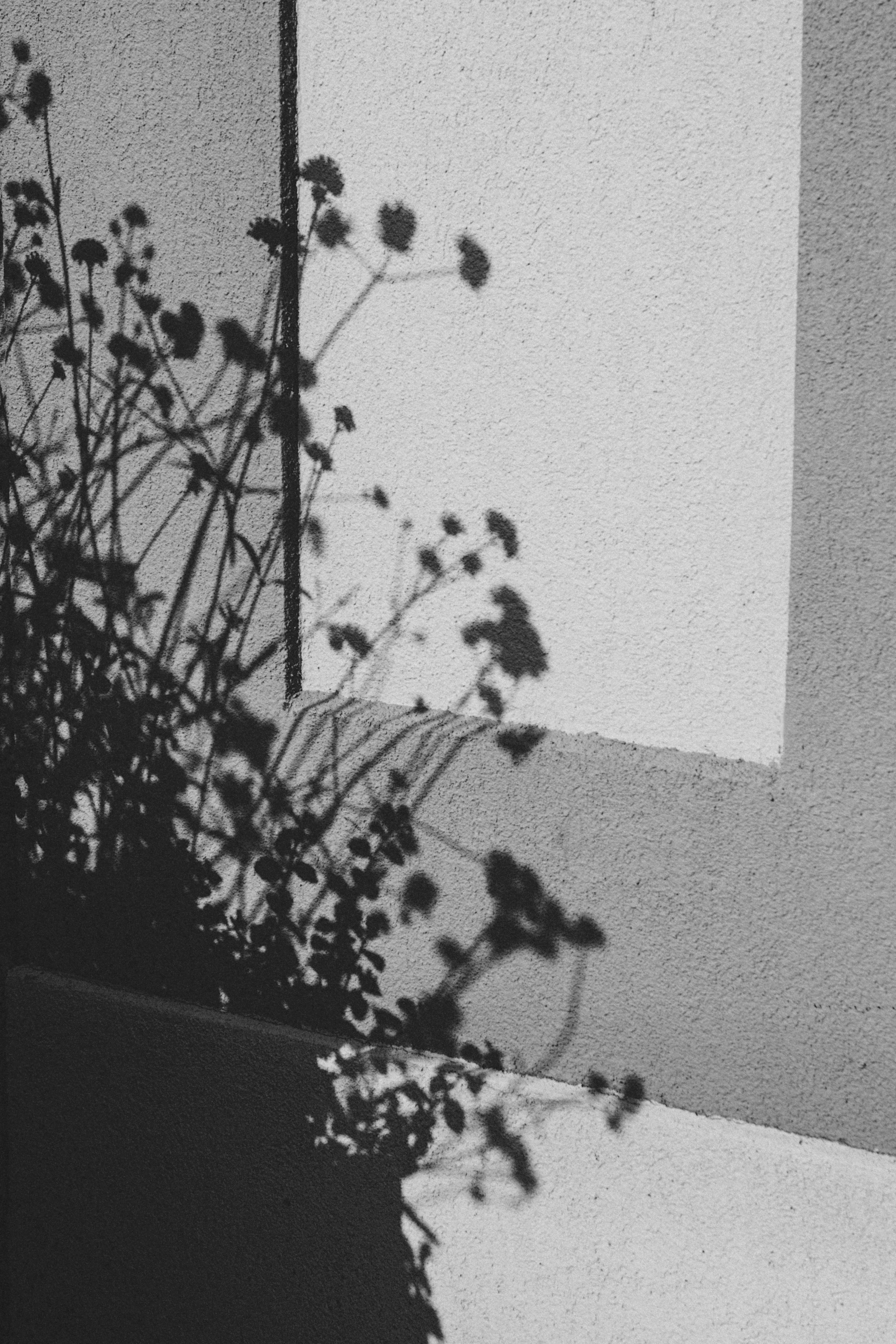 Black and white photo of a potted plant with cascading leaves and small flowers, cast shadows on a textured wall behind it.
