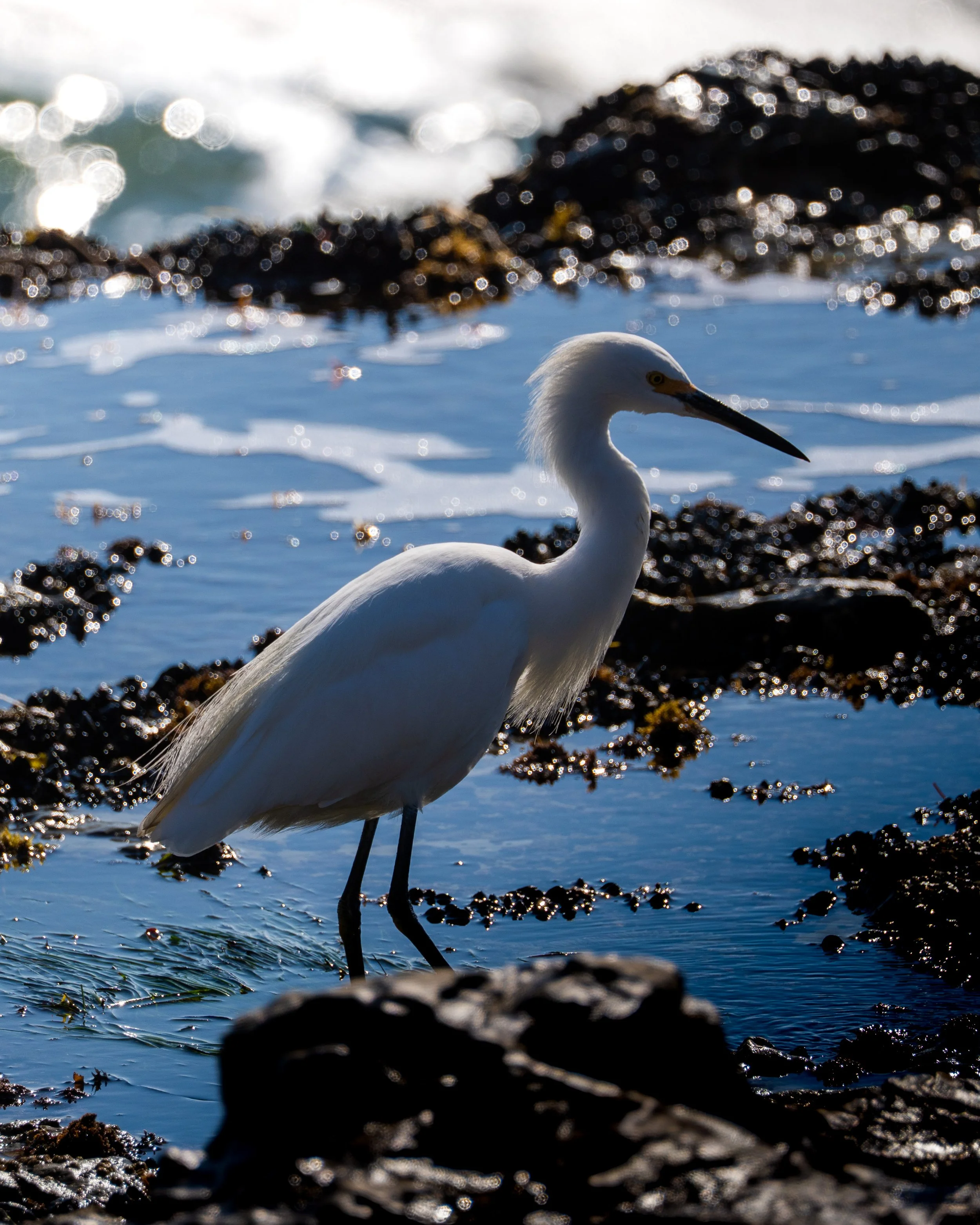 A white heron standing in shallow water near rocks with sunlight shimmering on the water surface.