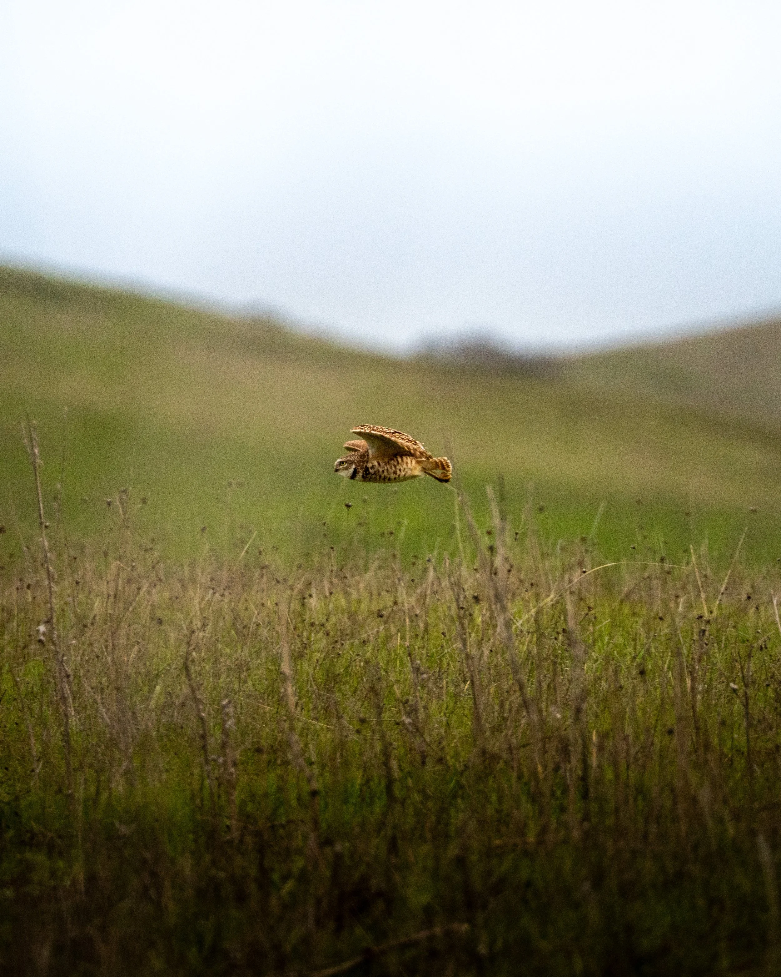 A bird of prey flying over a grassy field with rolling hills and a cloudy sky in the background.