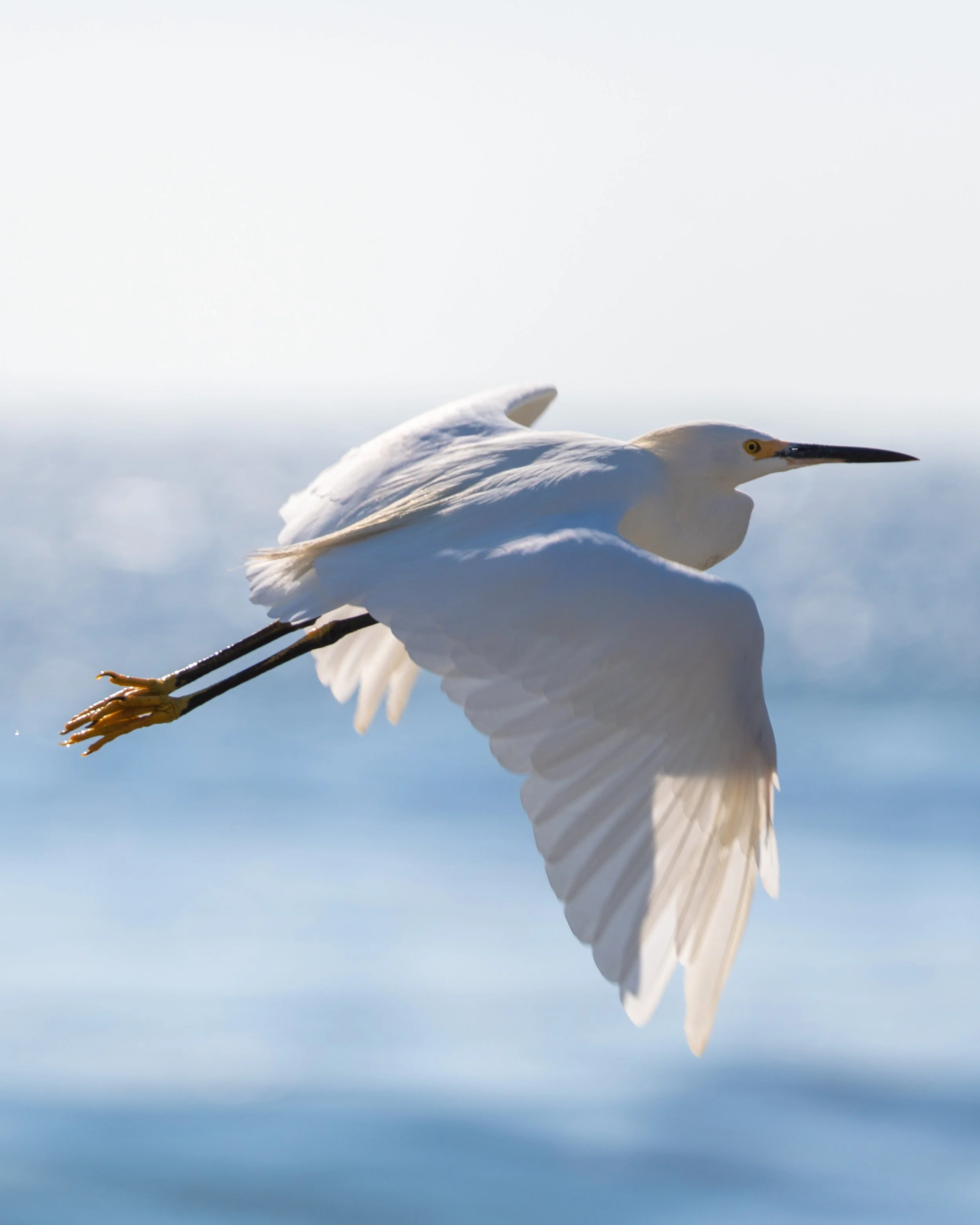 A white heron flying above the water with a cloudy sky background.