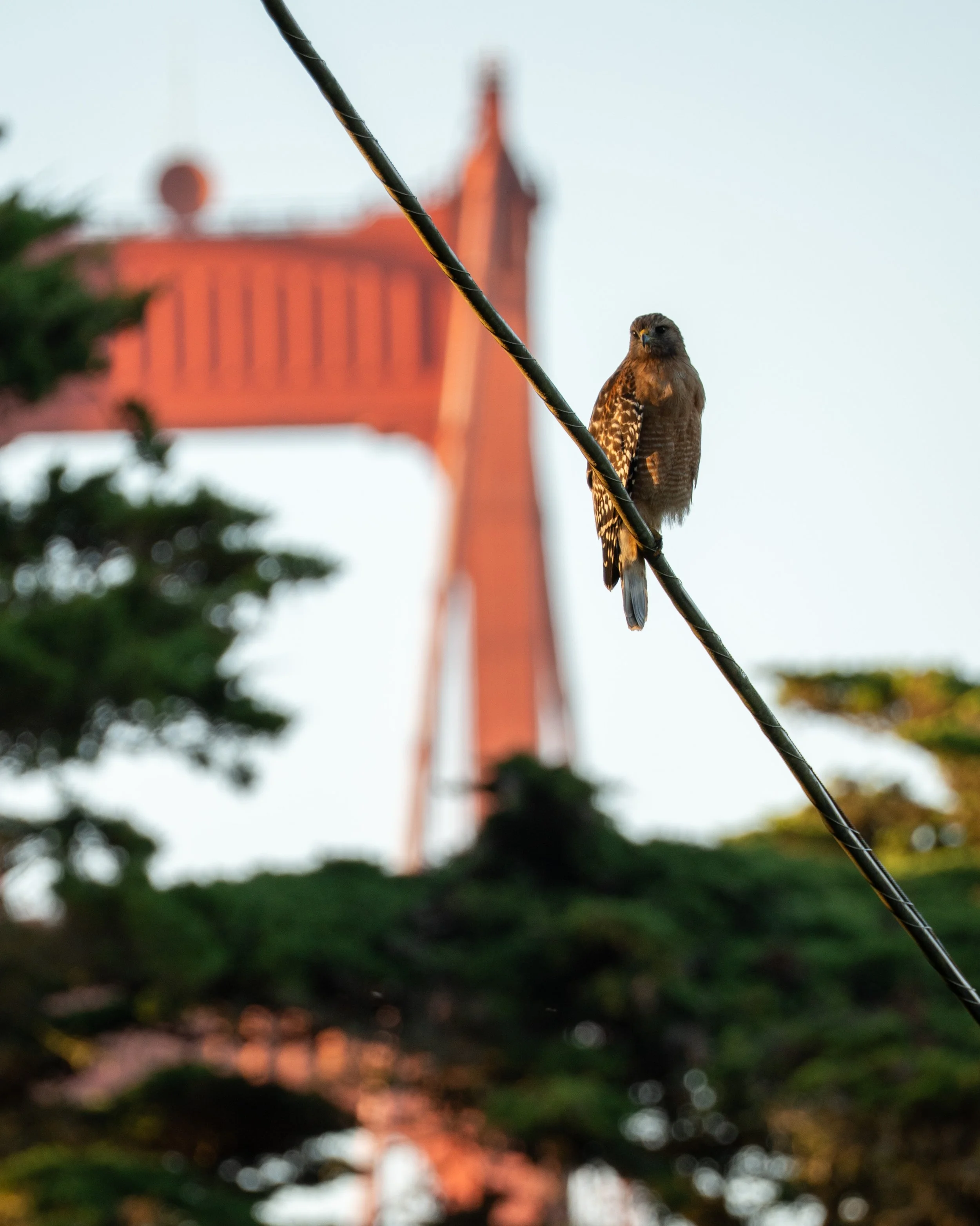 A bird perched on a wire with a red bridge in the background.