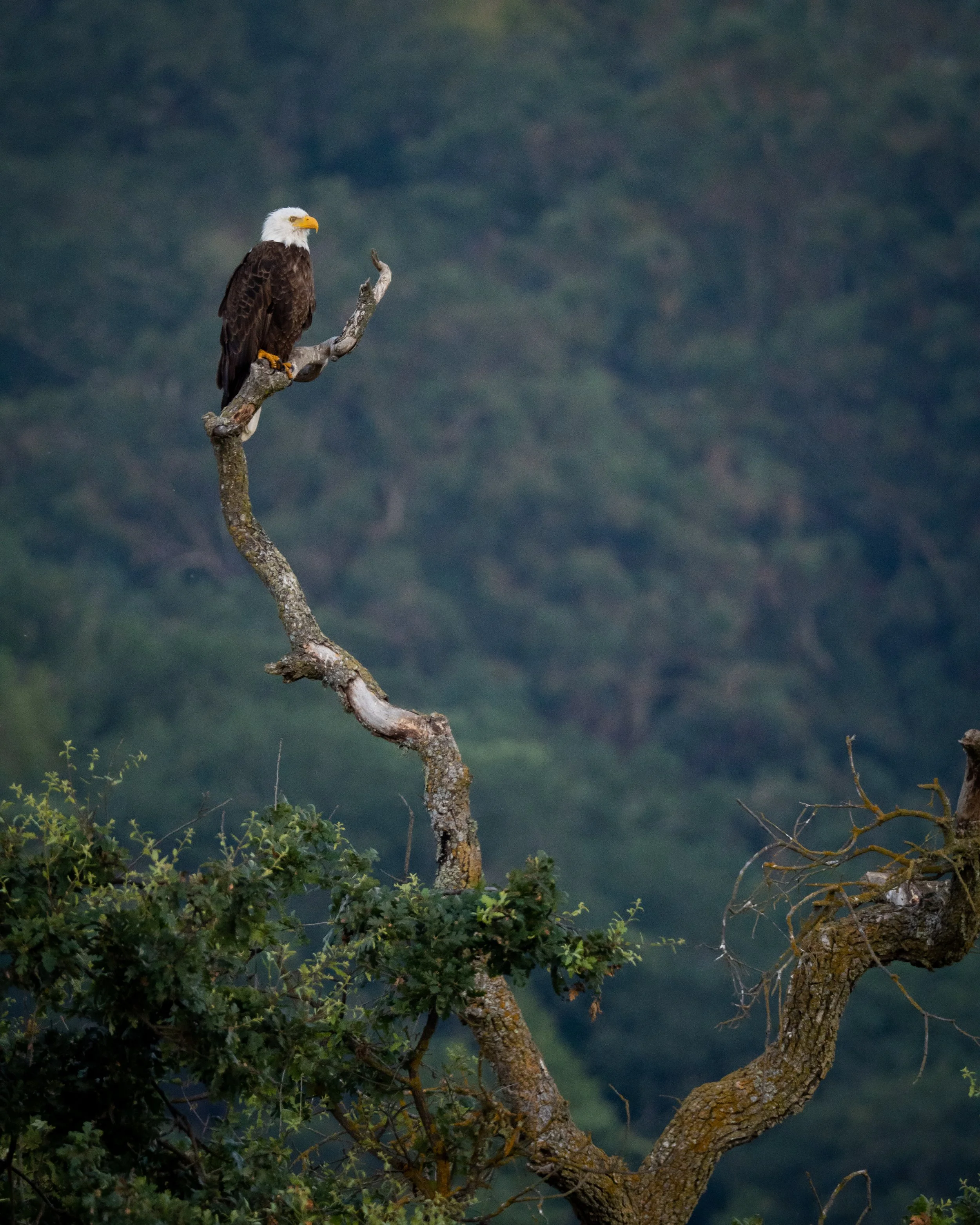 A bald eagle perched on a twisted, leafless tree branch with a blurred green forest background.