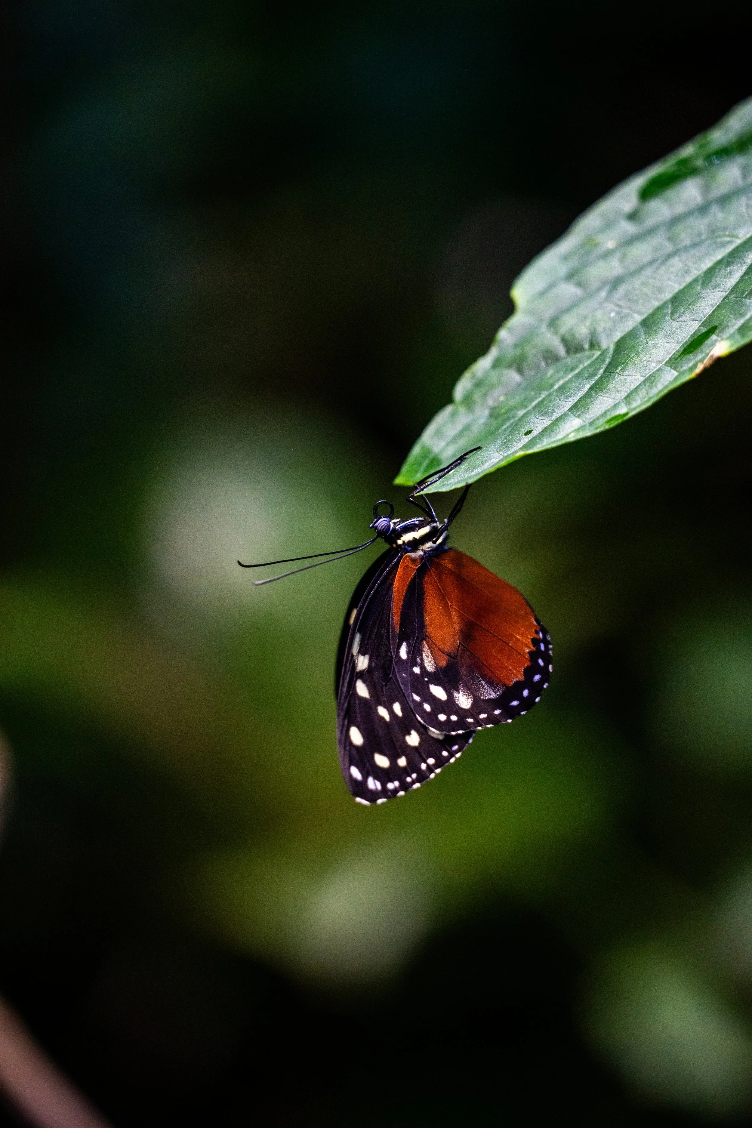 A butterfly with orange and black wings, white spots, and a white patch on its forewing, perched upside down on the underside of a green leaf.