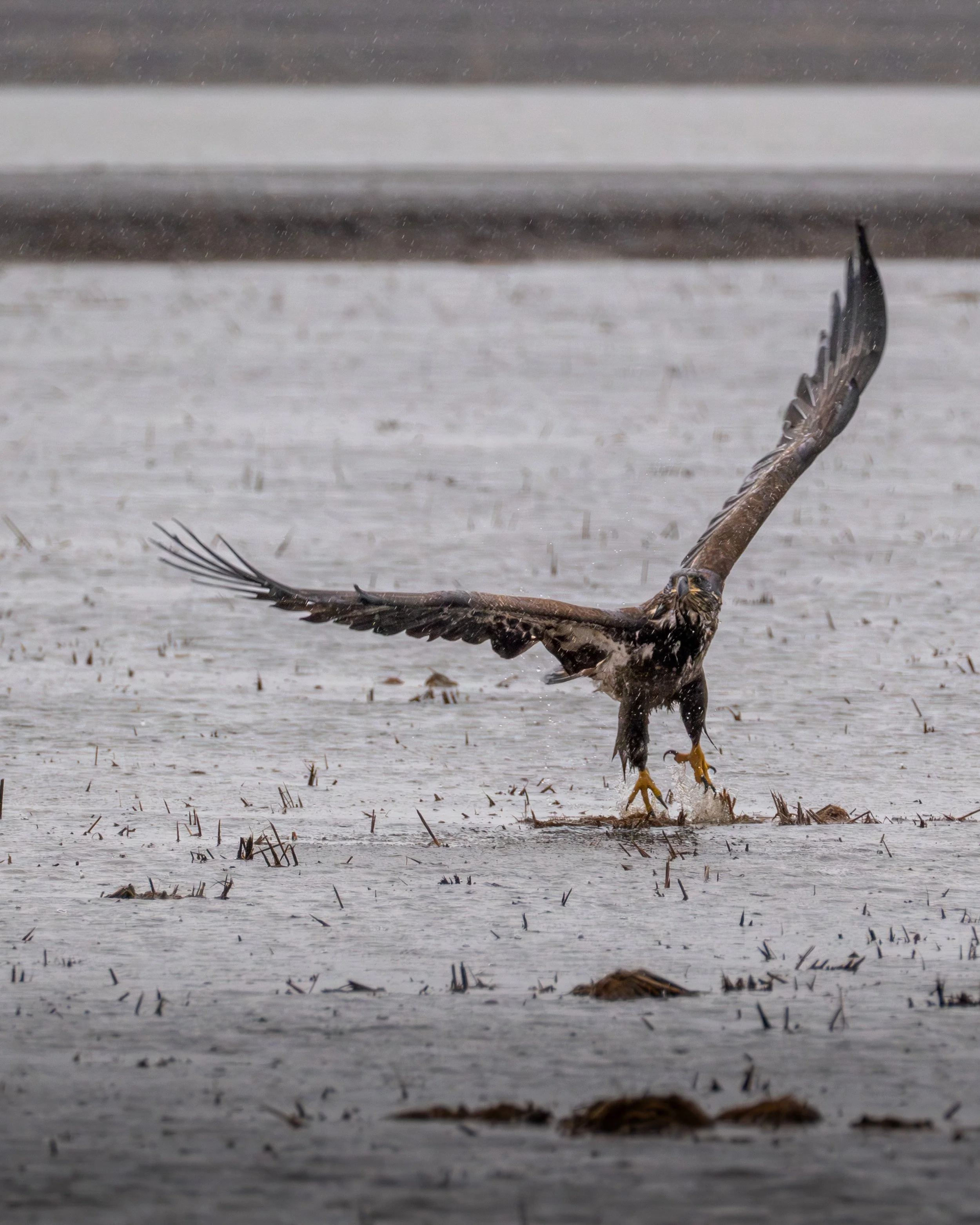A bird of prey, possibly a hawk or an eagle, landing on a wet, muddy surface with wet grass and water in the background.