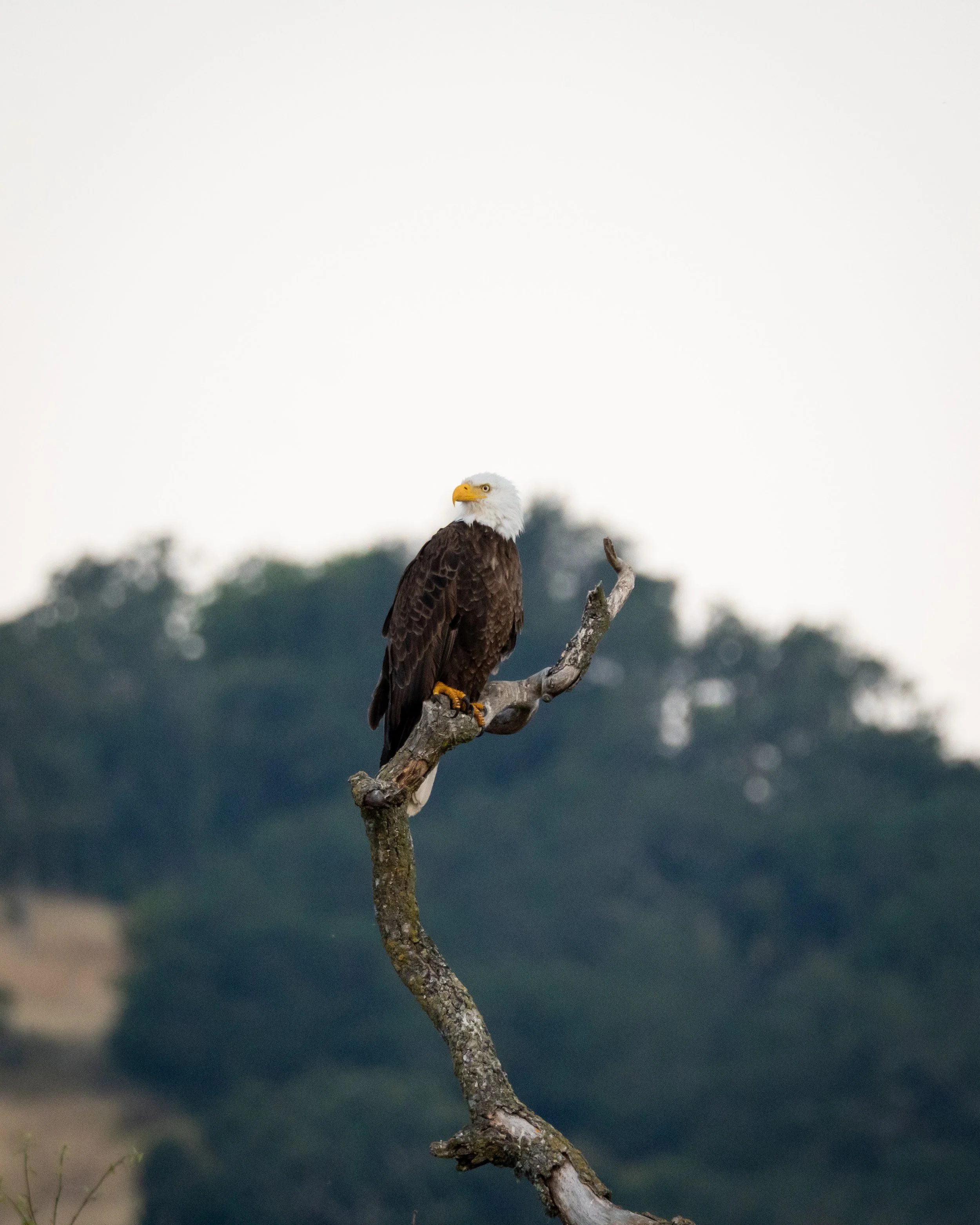 An American bald eagle perched on a twisted, leafless branch against a blurred, hilly background with trees.