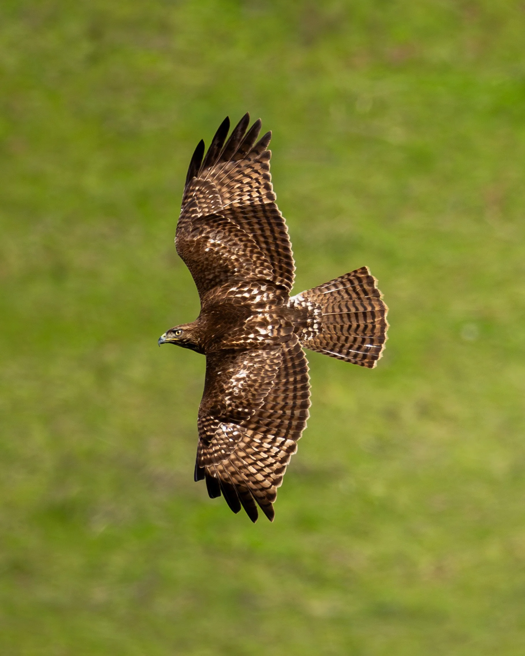 A hawk flying over a grassy area with its wings spread wide, showing brown and tan feather pattern.