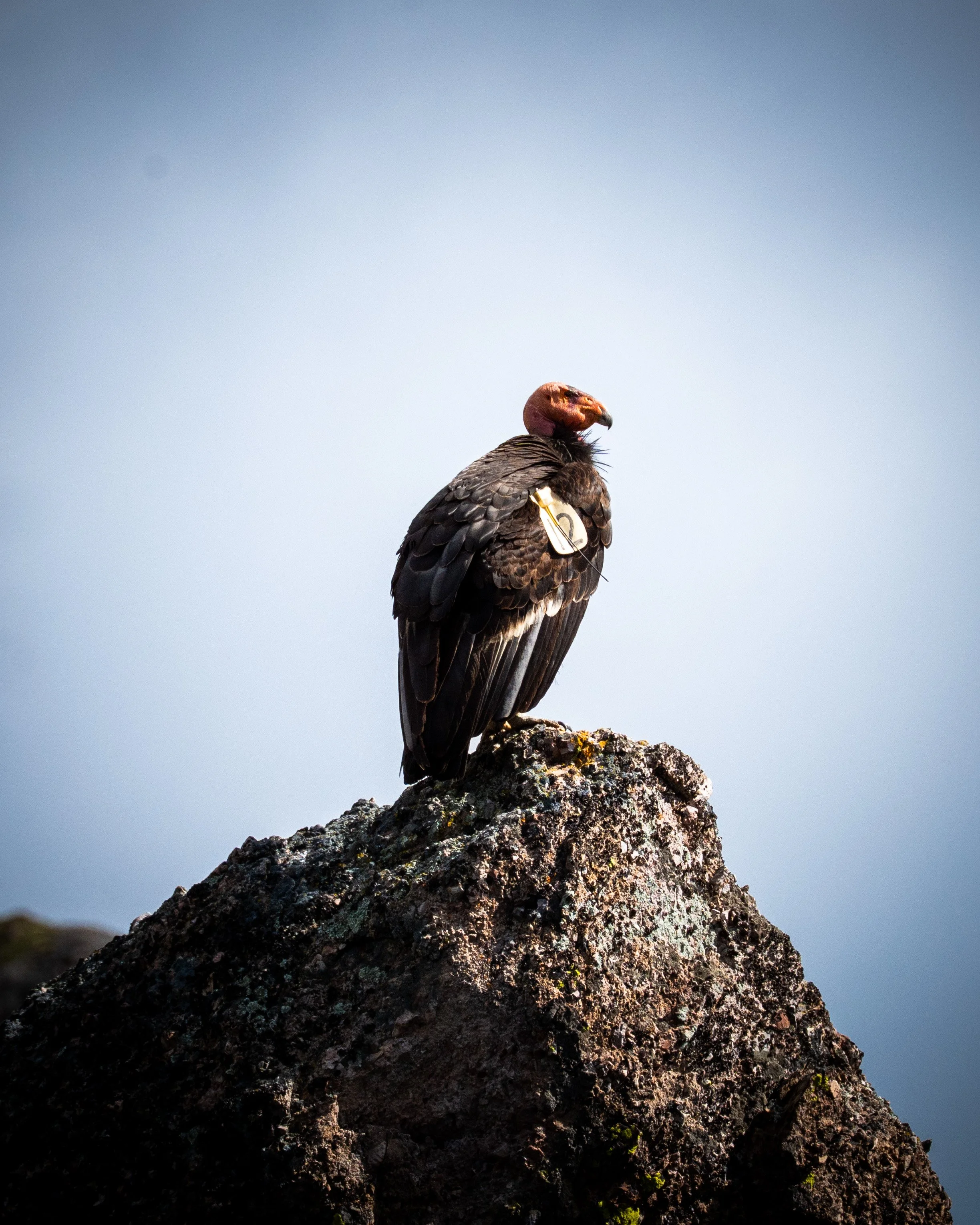 A vulture perched on a large rocky outcrop against a cloudy sky.