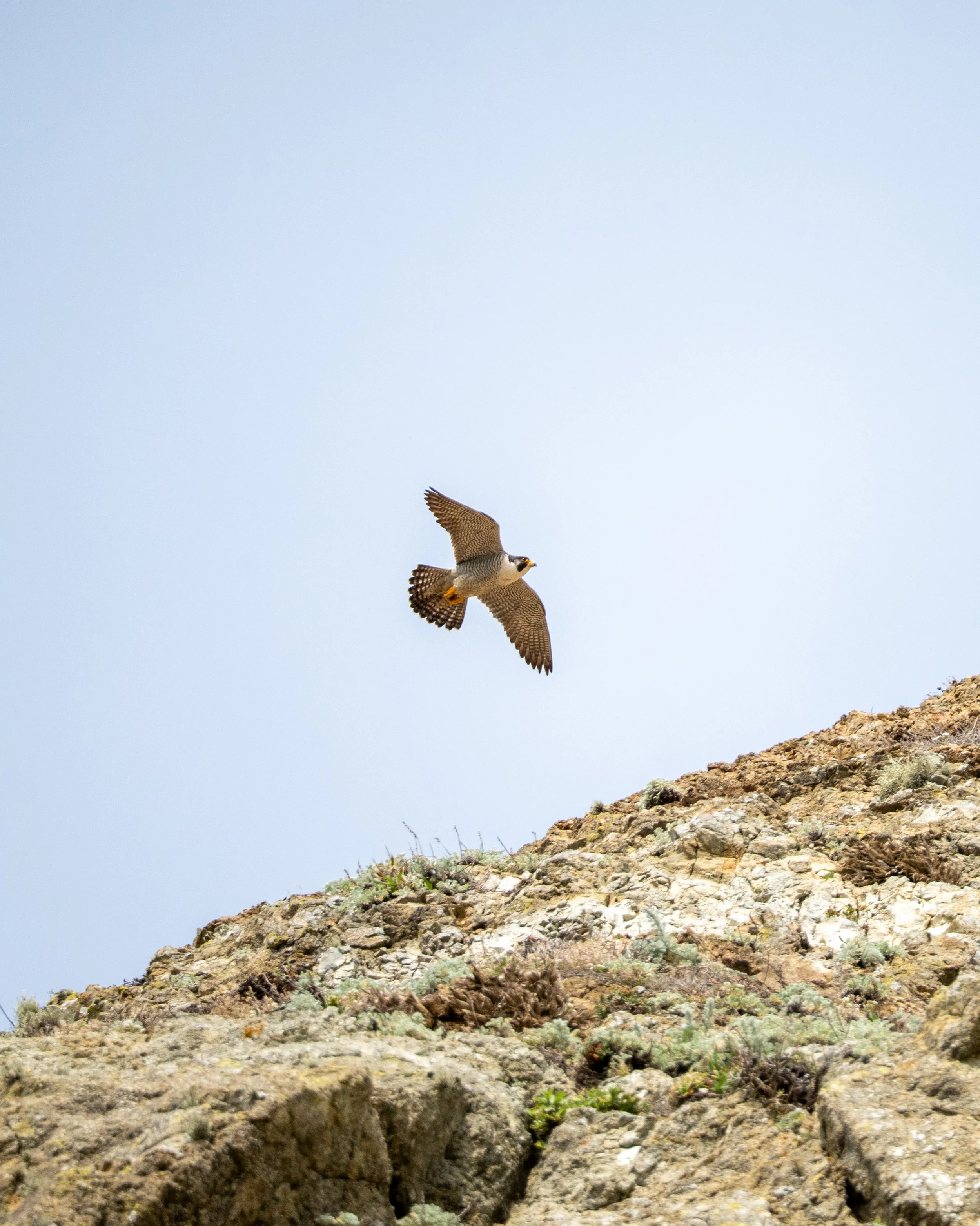 A bird, likely a falcon or hawk, flying over a rocky terrain with minimal vegetation under a clear sky.