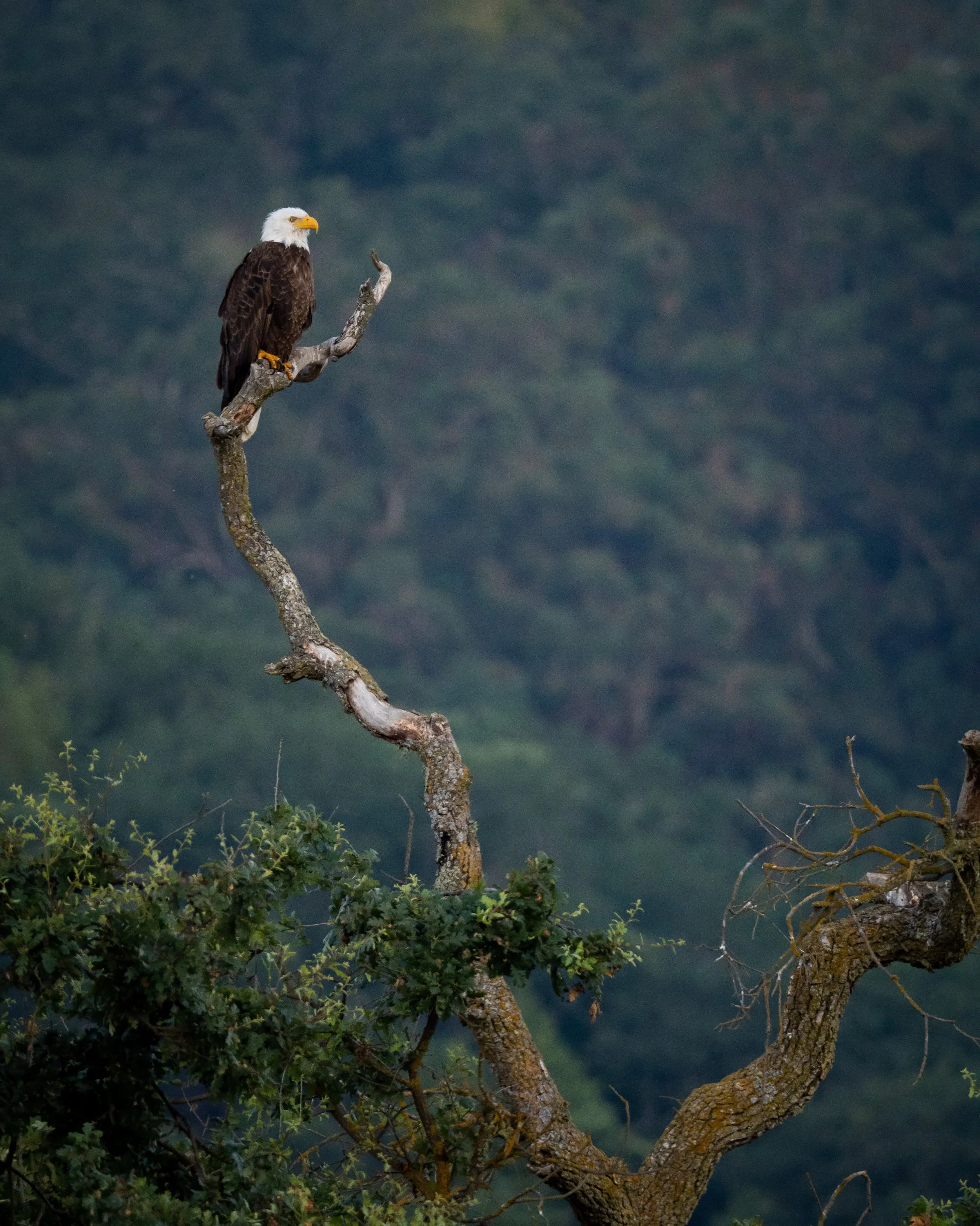 A bald eagle perched on a leafless tree branch against a forested background.