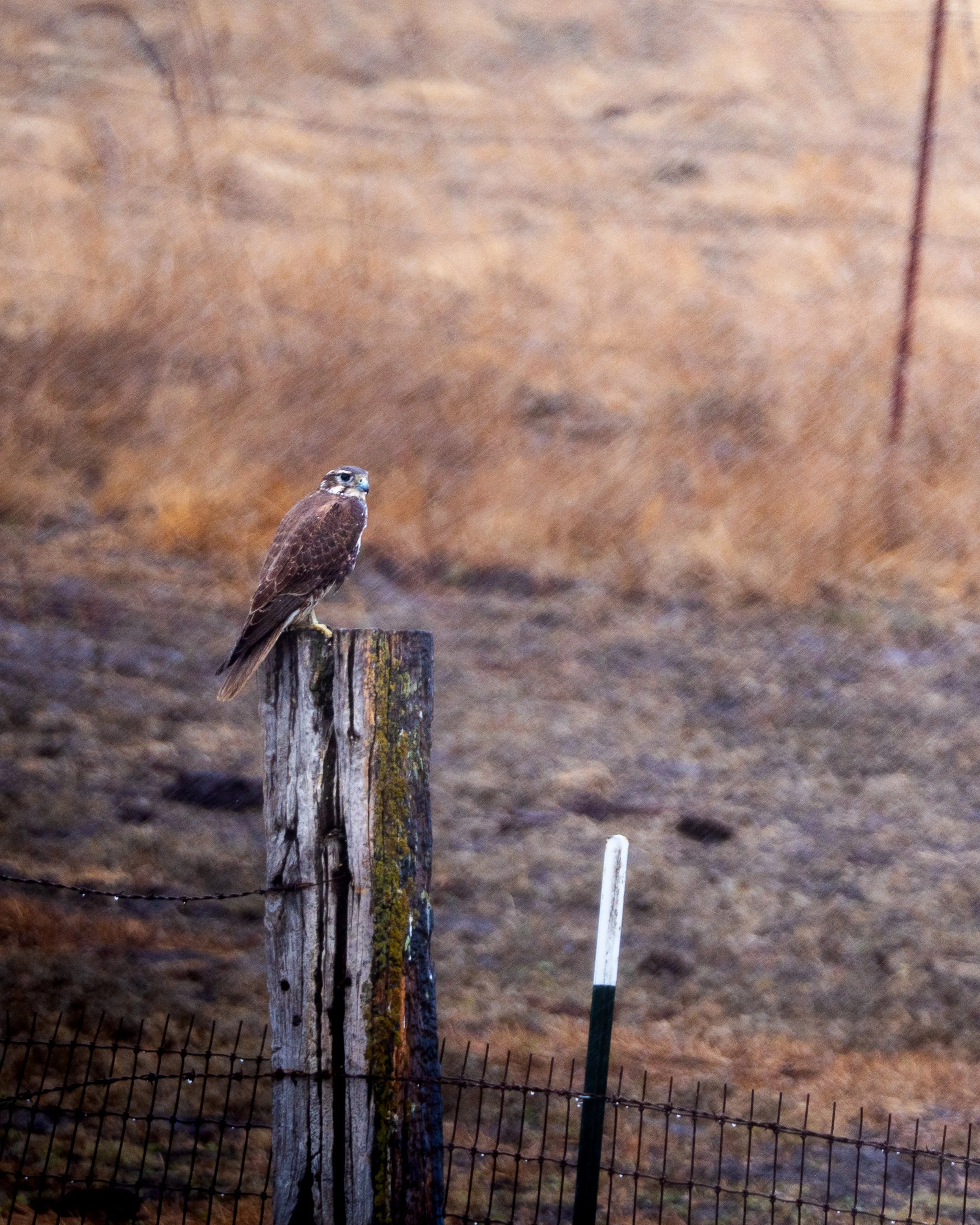 A bird of prey, possibly a hawk, perched on a weathered wooden fence post in a rural area with dry, brown terrain in the background. There is a barbed wire fence and a partially bent white and green fence post.