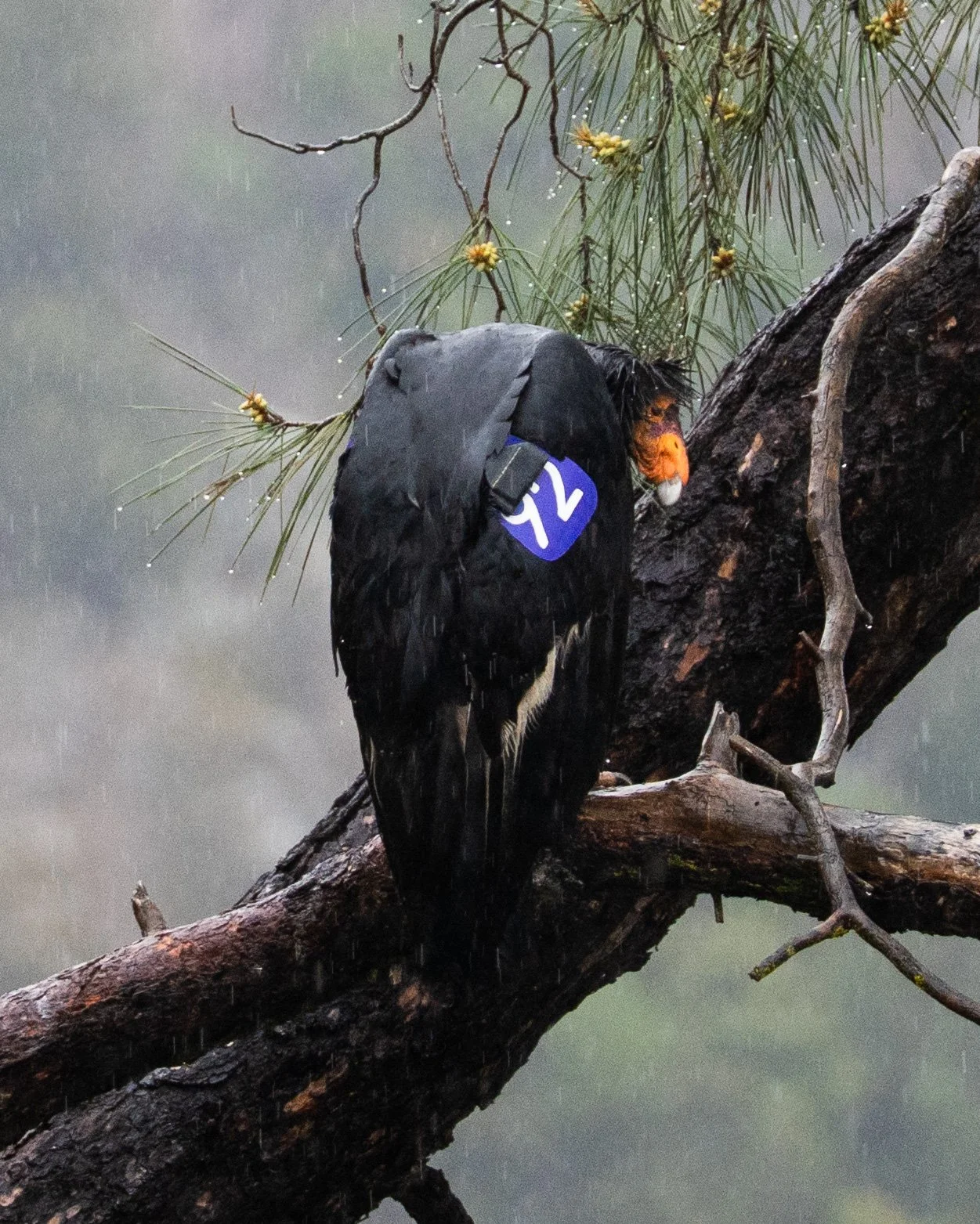 A rain-soaked bird perched on a tree branch, with a black body and a bright orange beak, surrounded by green pine needles and yellow flowers.