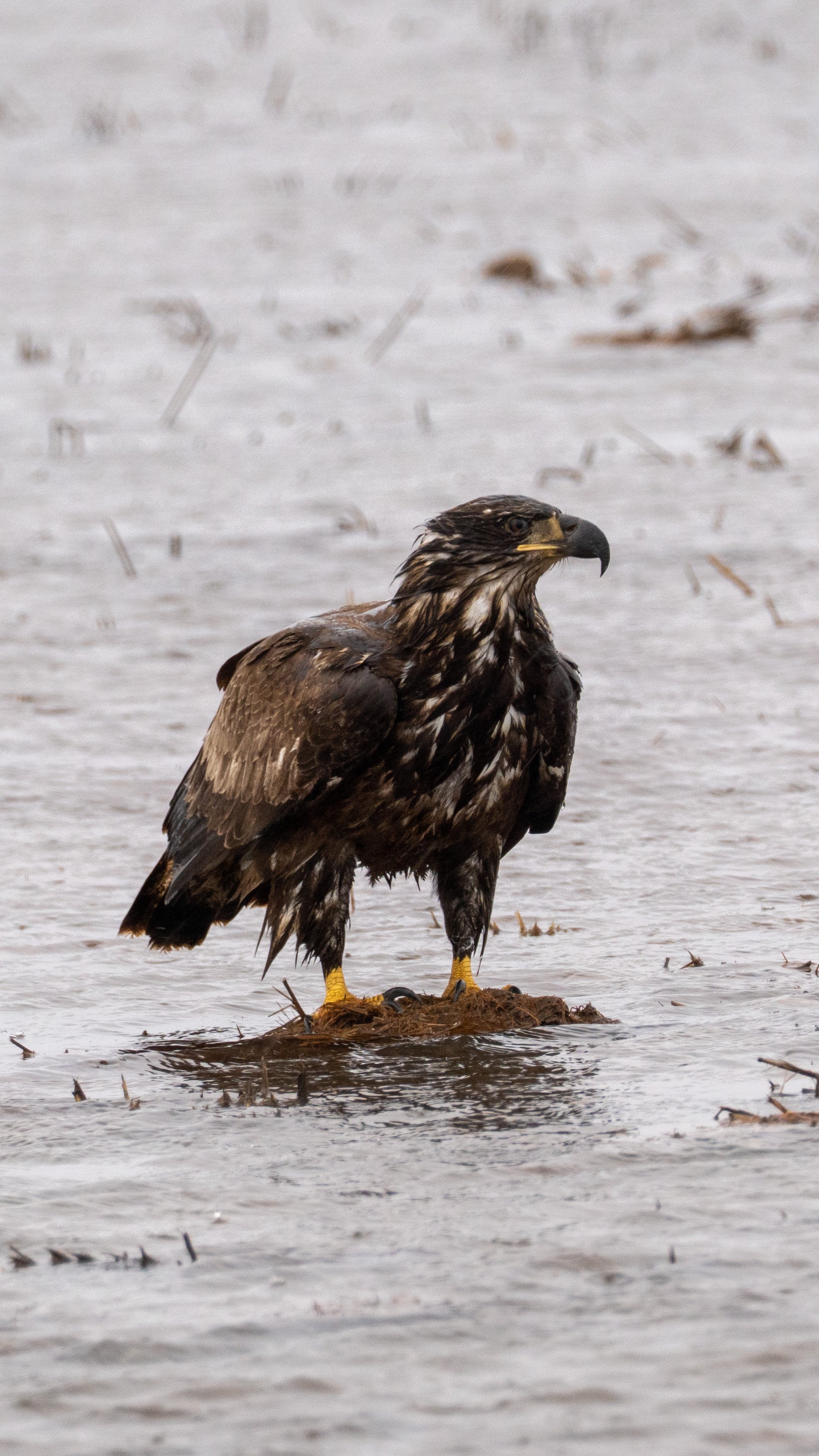 A large bird of prey, possibly a juvenile bald eagle, standing on a small mound in a wet, marshy area, with water and scattered debris around.