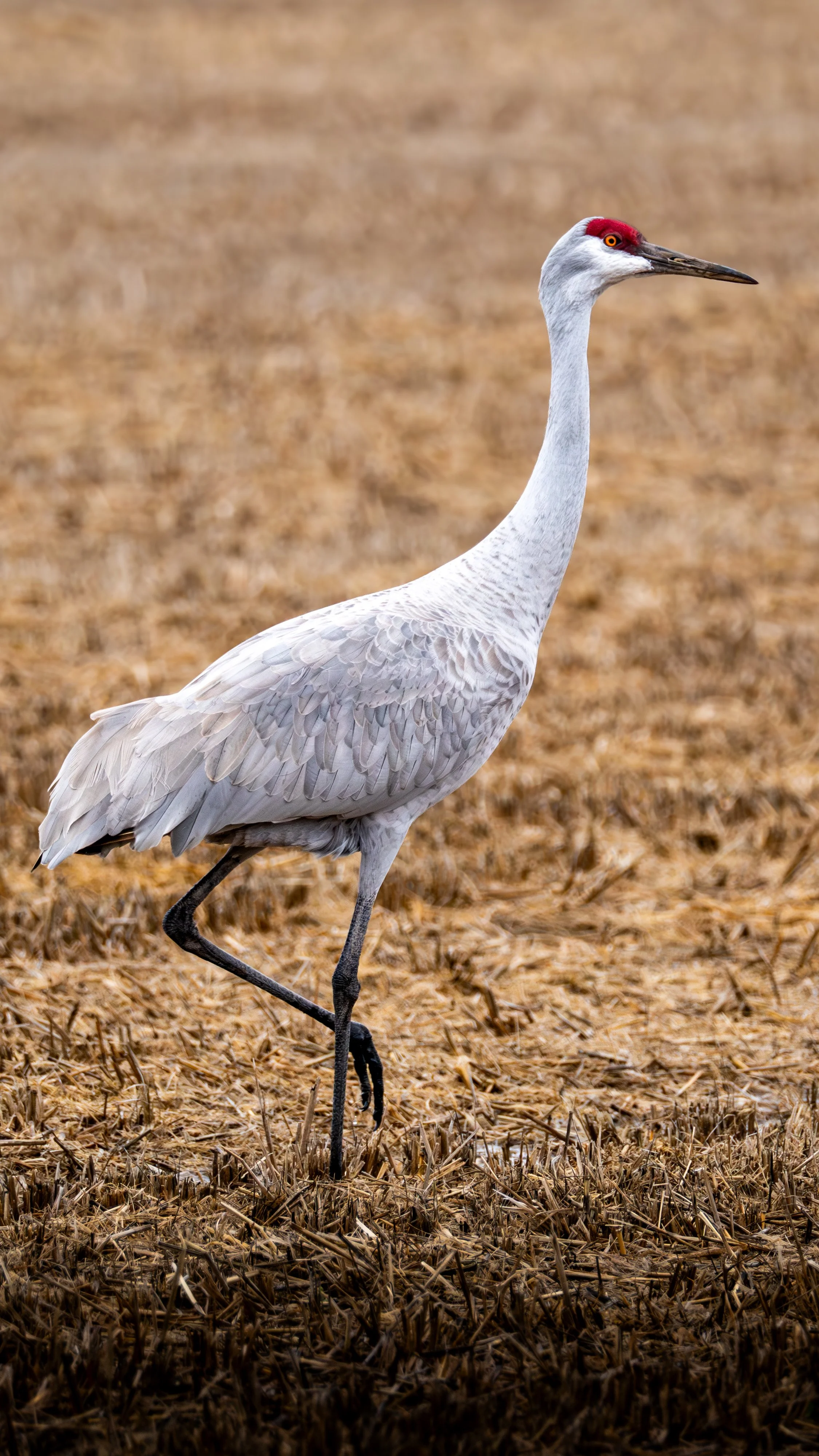 A tall, white crane with a red forehead and yellow eyes standing in a harvested field.