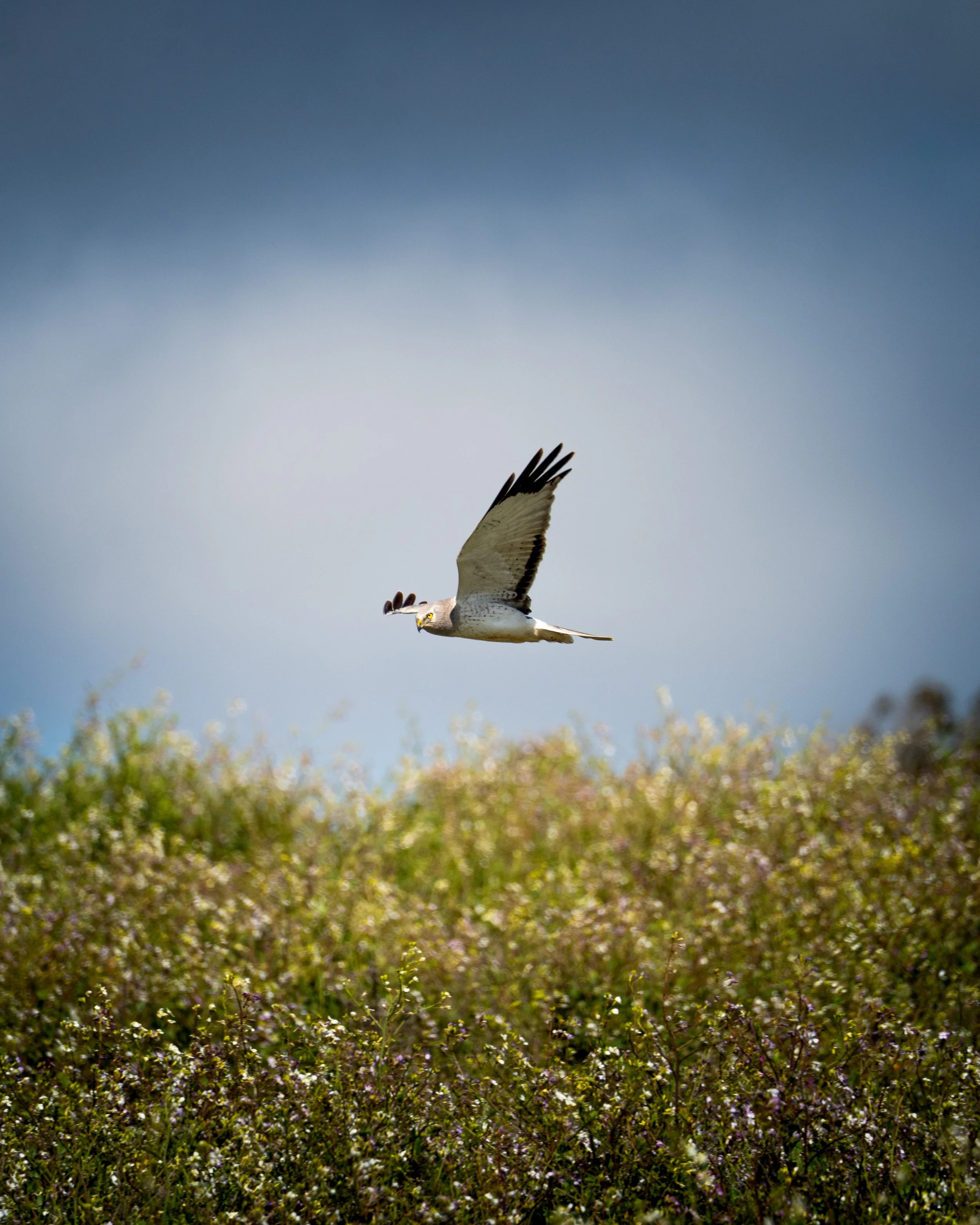 Osprey flying over a field of small white and purple flowers during daytime.
