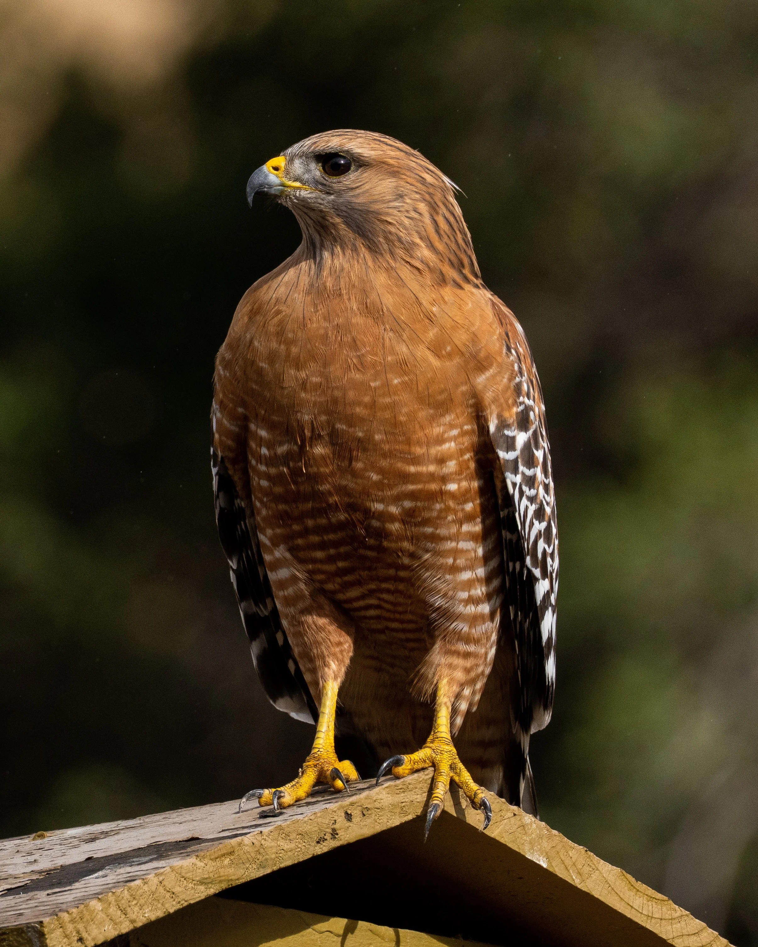 A close-up of a hawk perched on a wooden surface, showing detailed brown and white feathers and sharp yellow talons.
