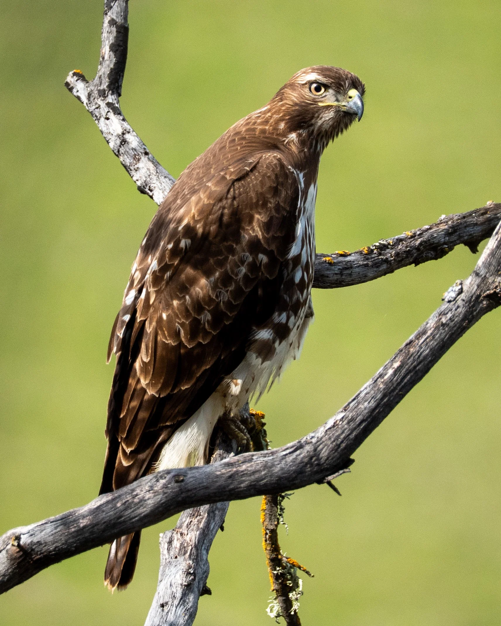 A bird of prey, possibly a hawk or eagle, perched on a branch with a green background.
