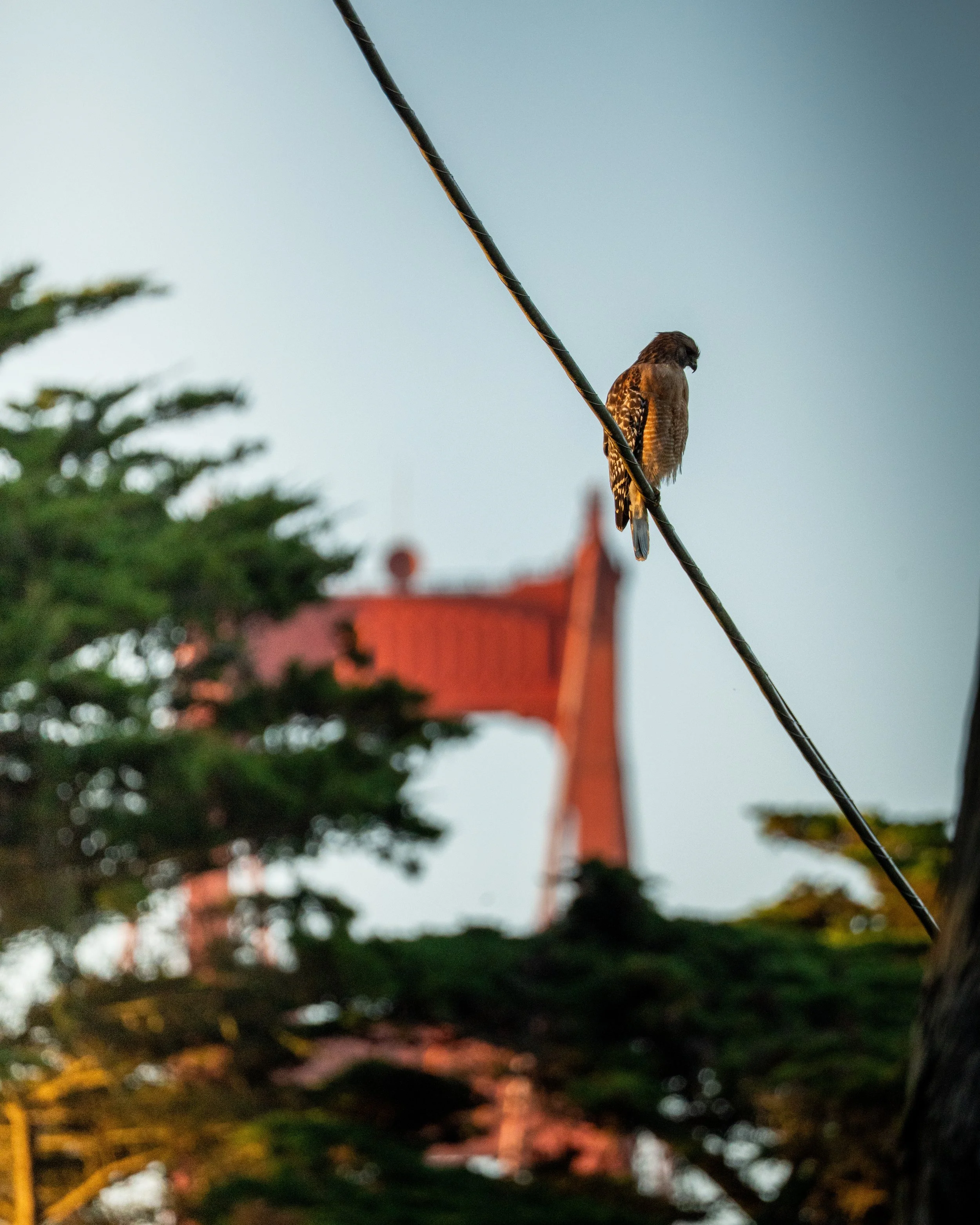 A bird perched on a diagonal wire with a bridge tower in the background, some trees in the foreground, and the sky visible.