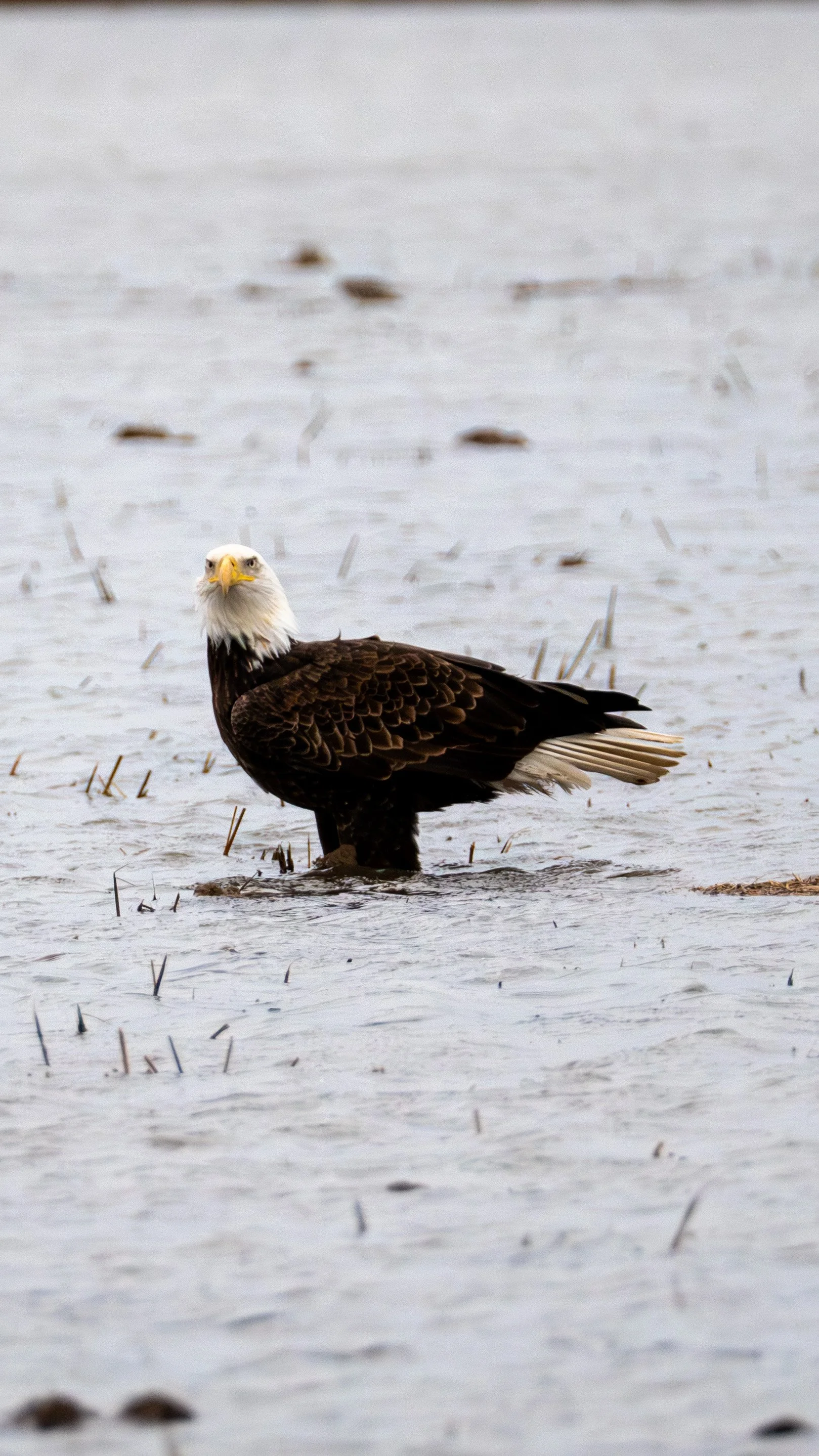 A bald eagle standing in shallow water.