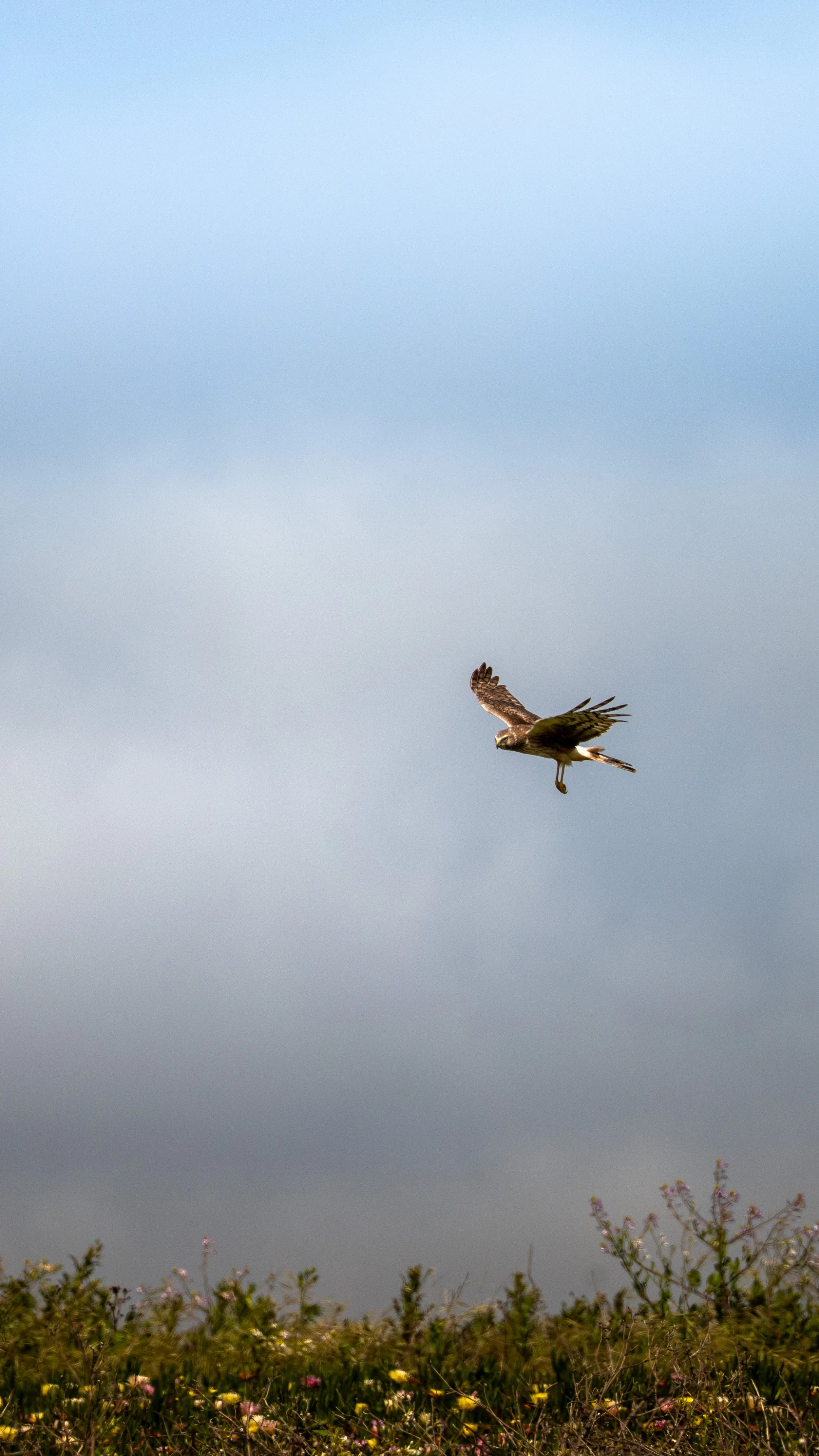 Osprey flying over a field of wildflowers against a cloudy sky.