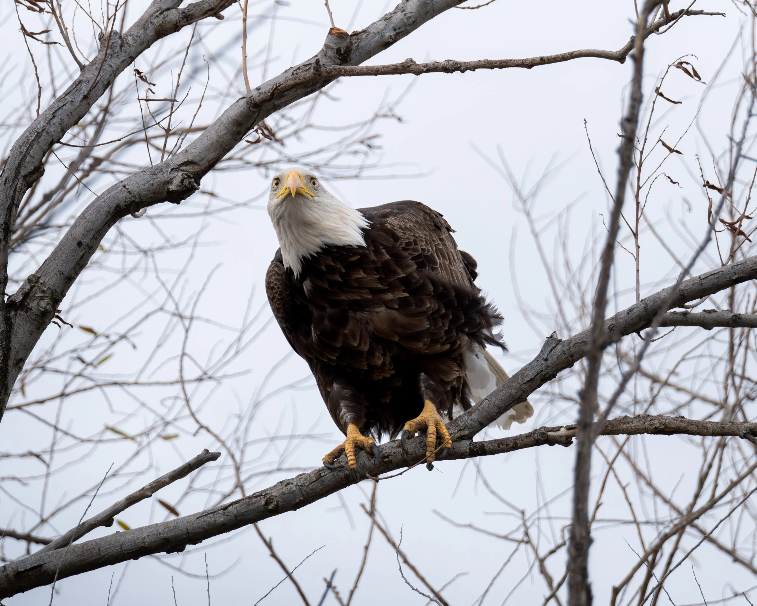 A bald eagle perched on a leafless tree branch against a cloudy sky.